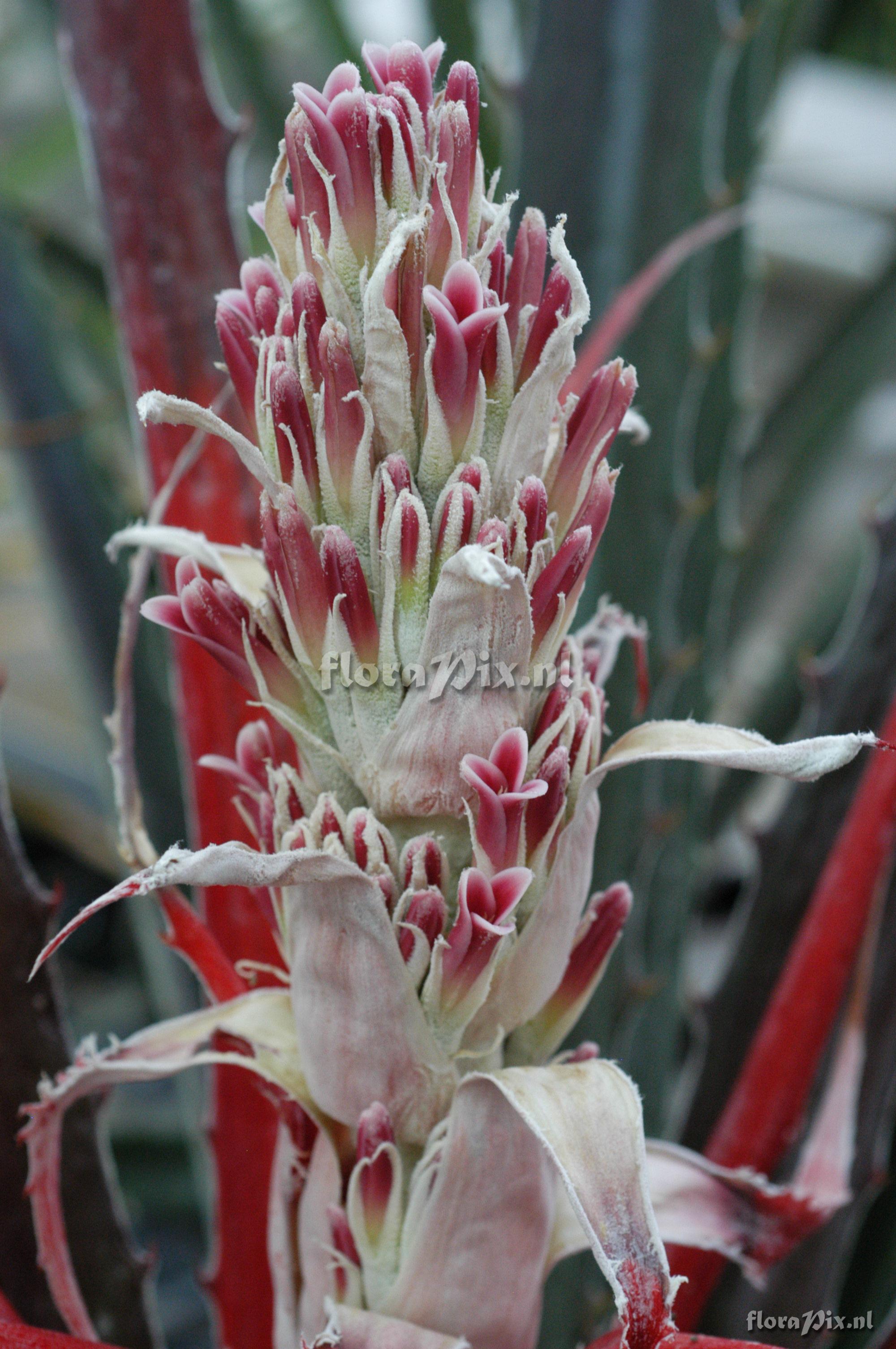 Bromelia pinguin