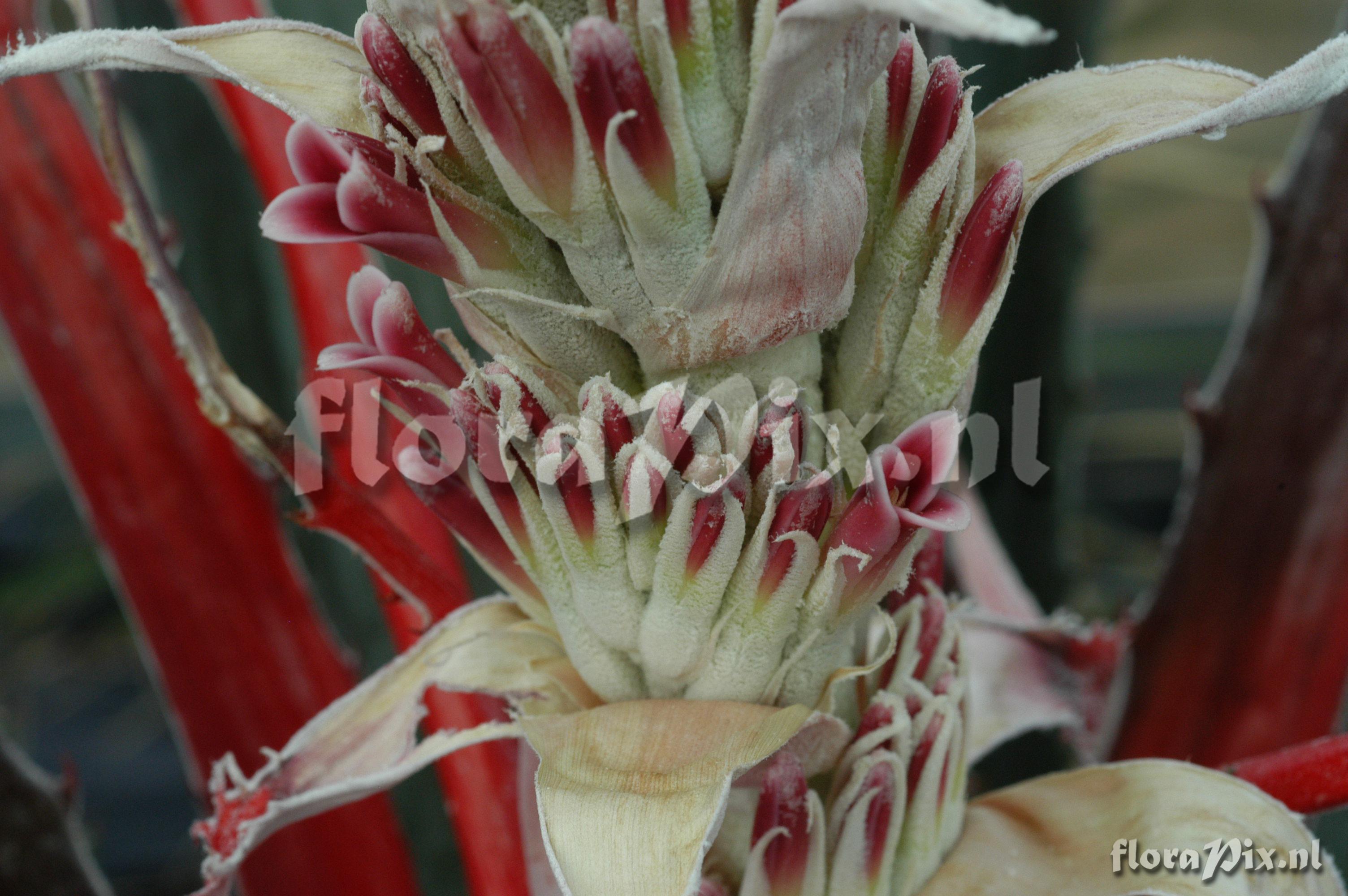 Bromelia pinguin