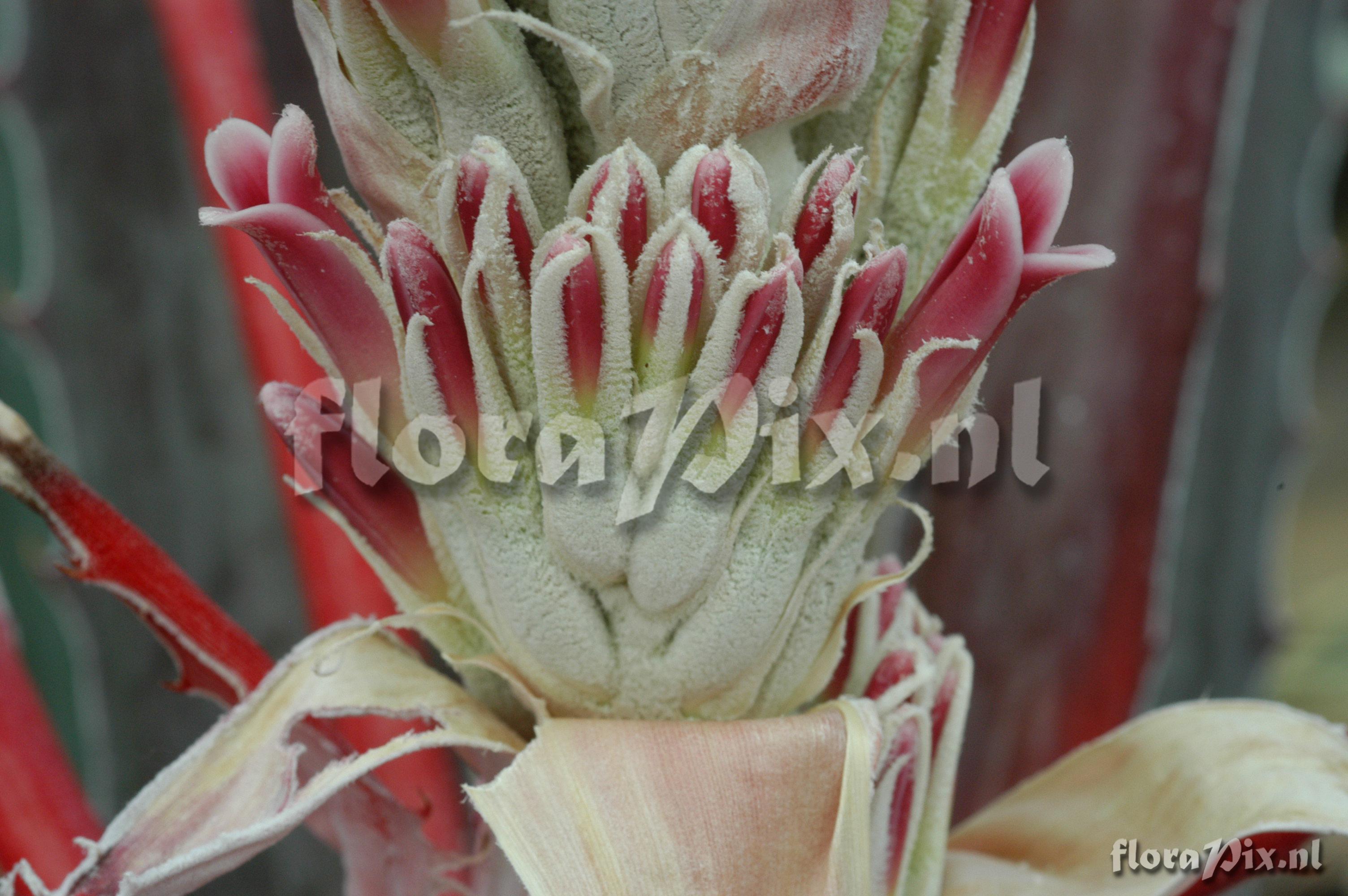 Bromelia pinguin