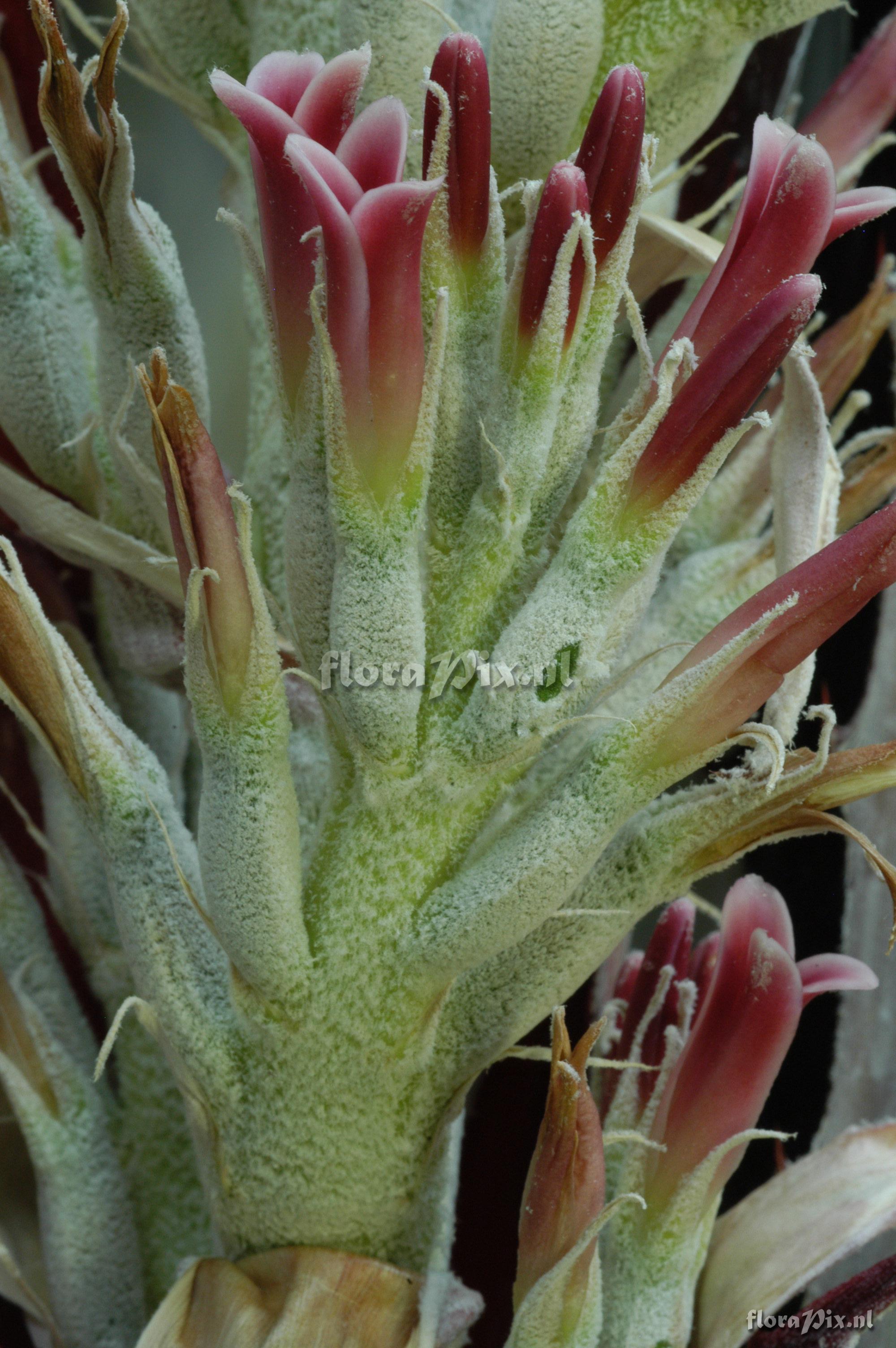 Bromelia pinguin