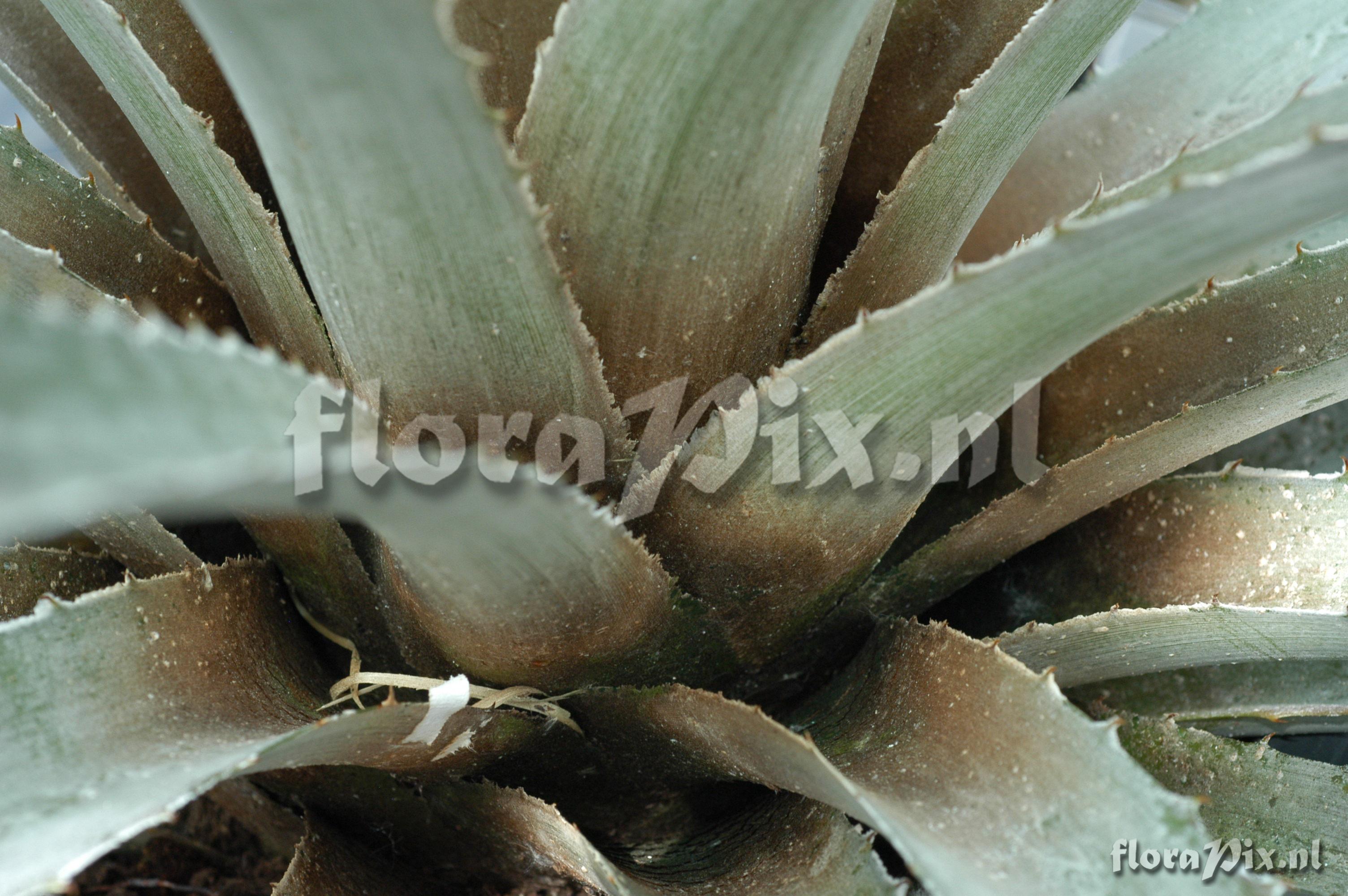 Bromelia pinguin