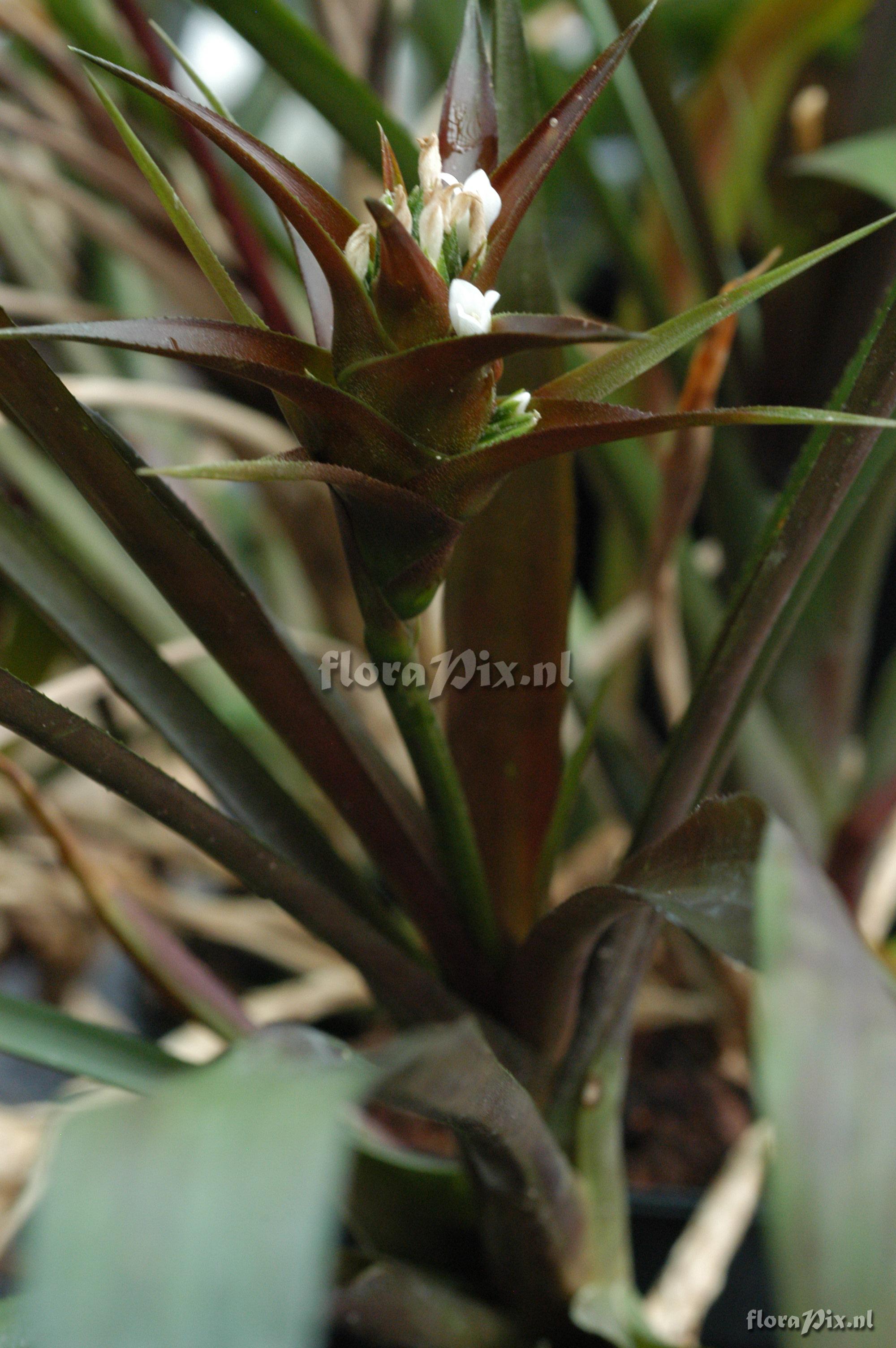 Canistropsis billbergioides f. billbergioides