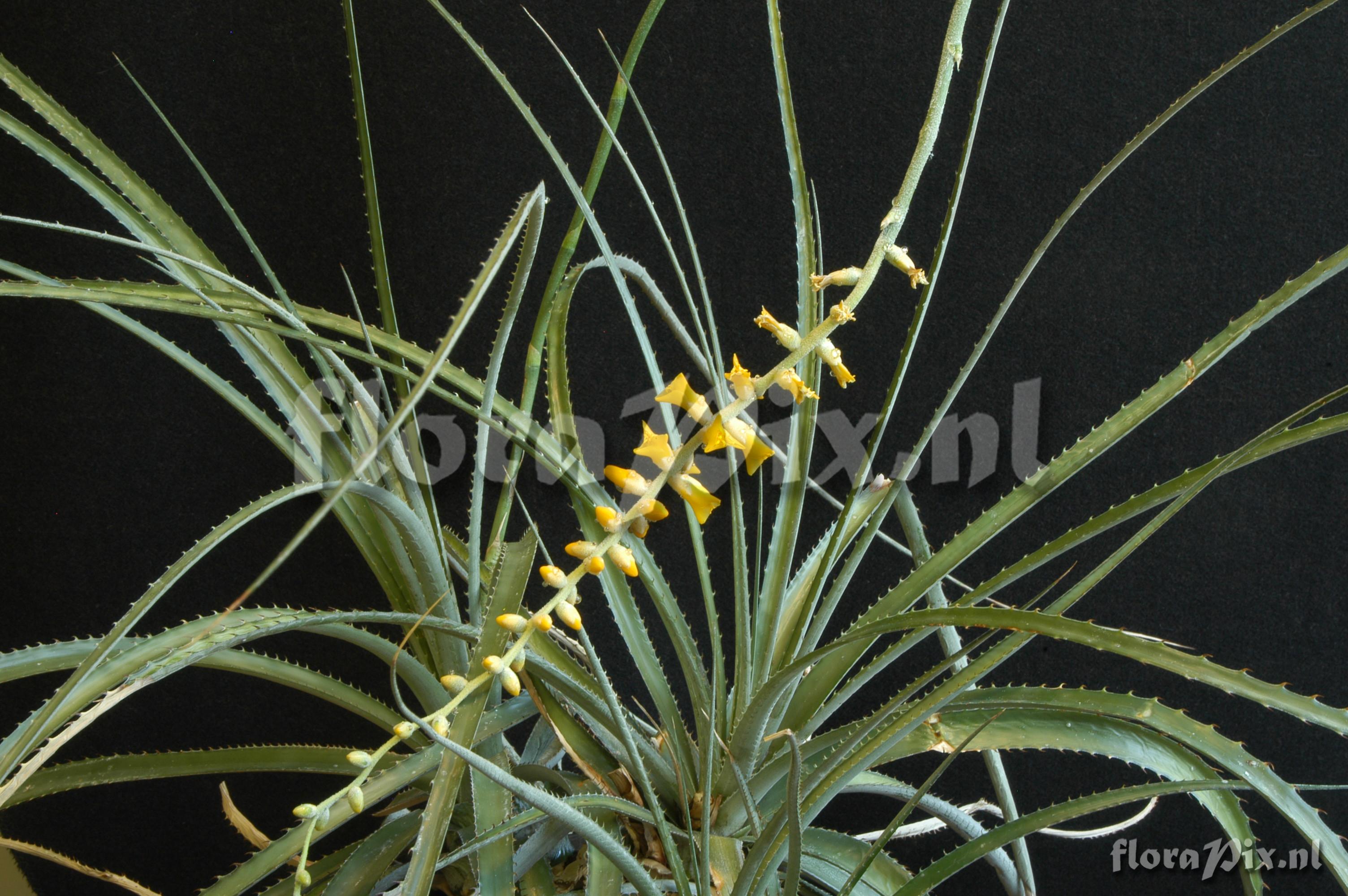 Dyckia ferox