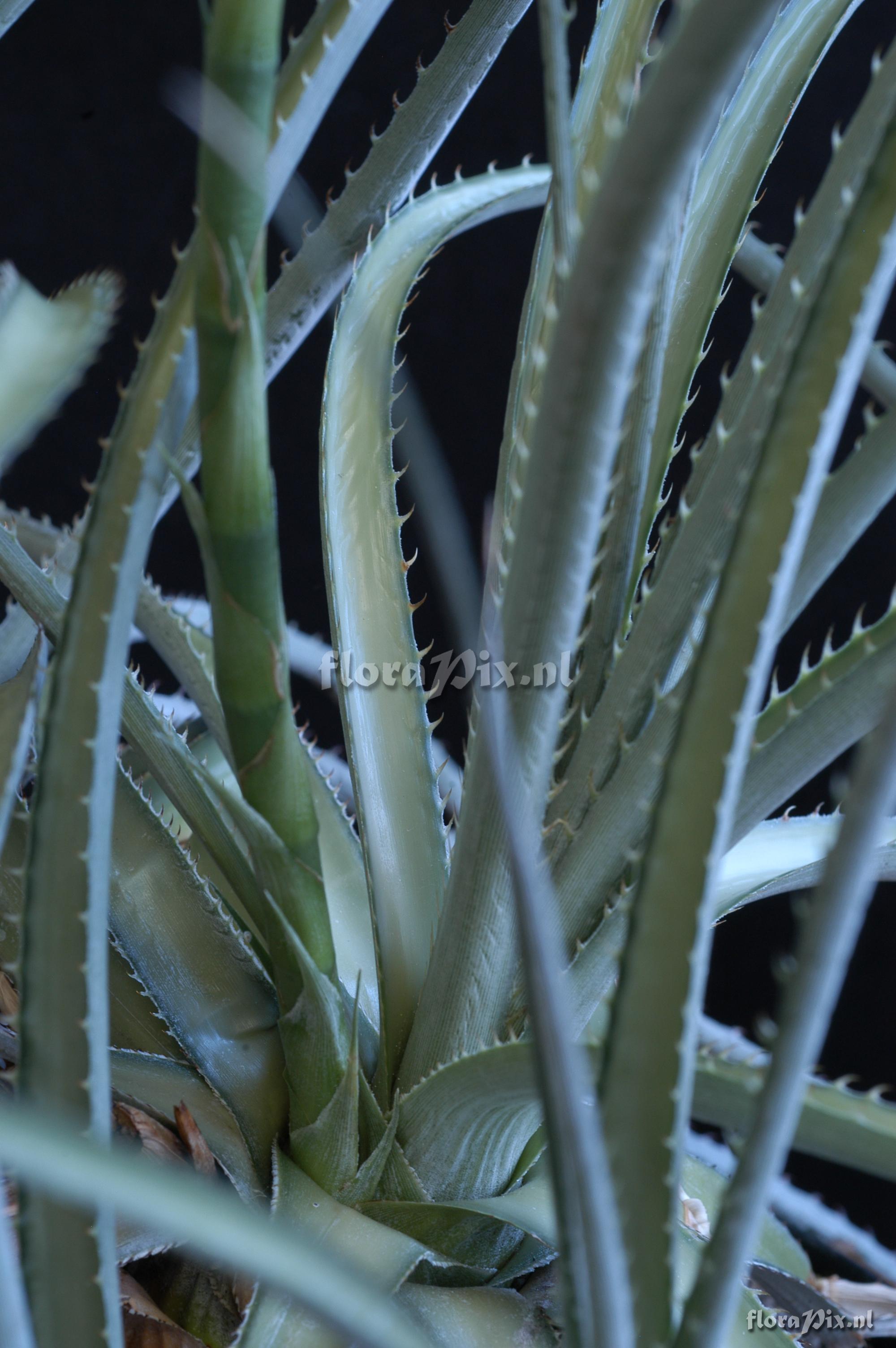 Dyckia ferox