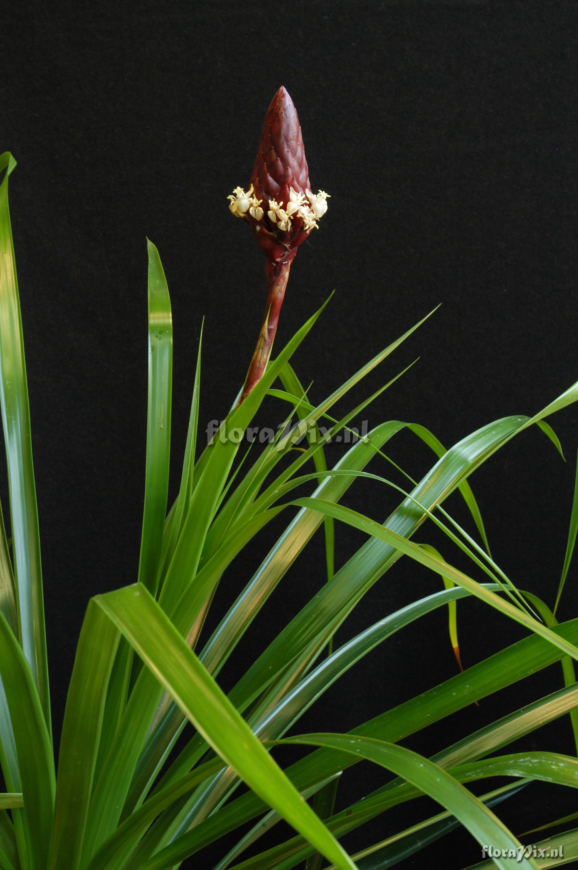 Guzmania farciminiformis