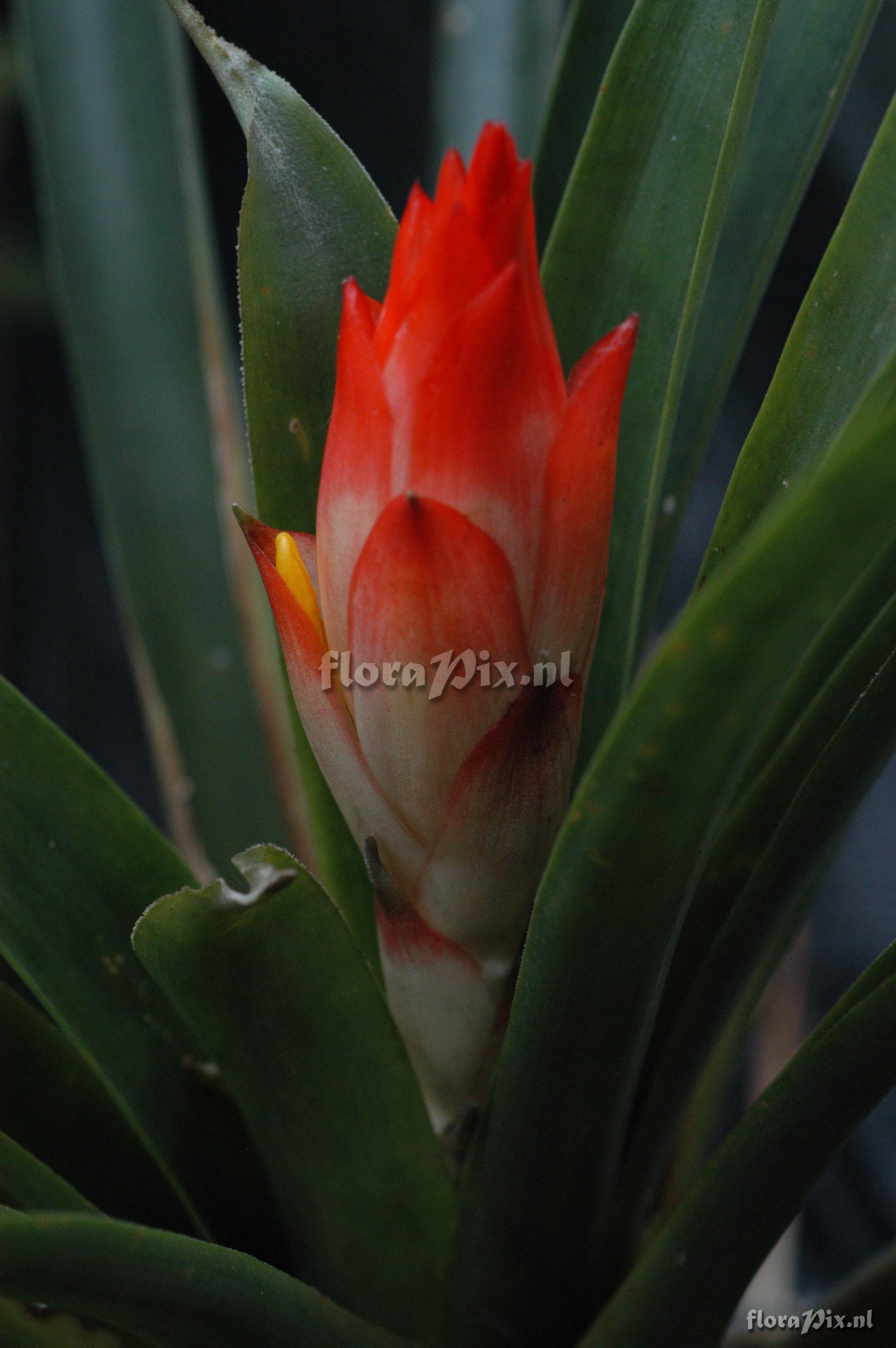 Guzmania osyana