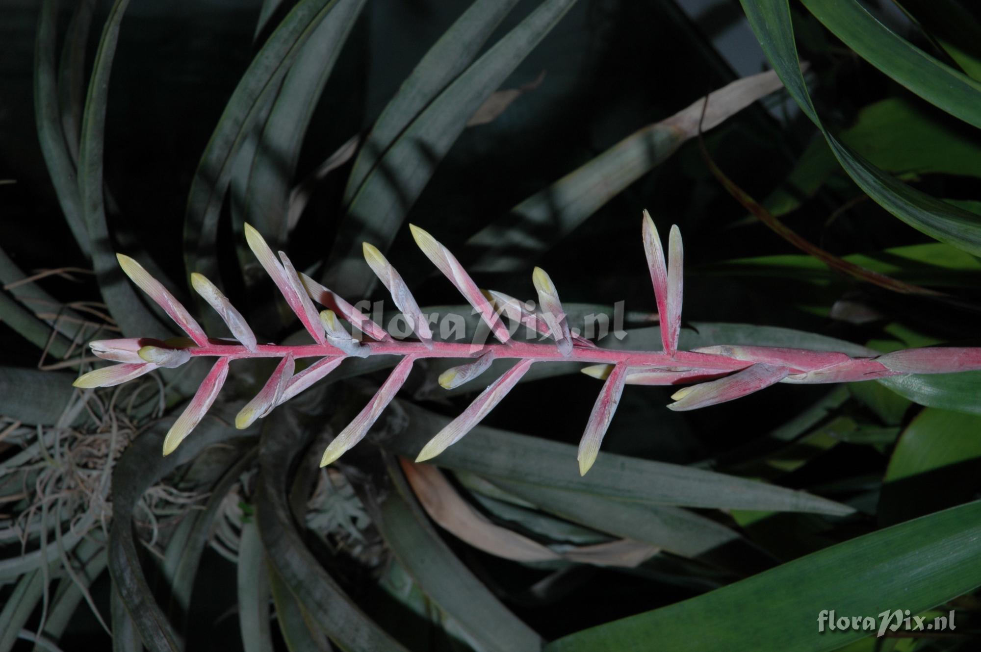 Guzmania macropoda