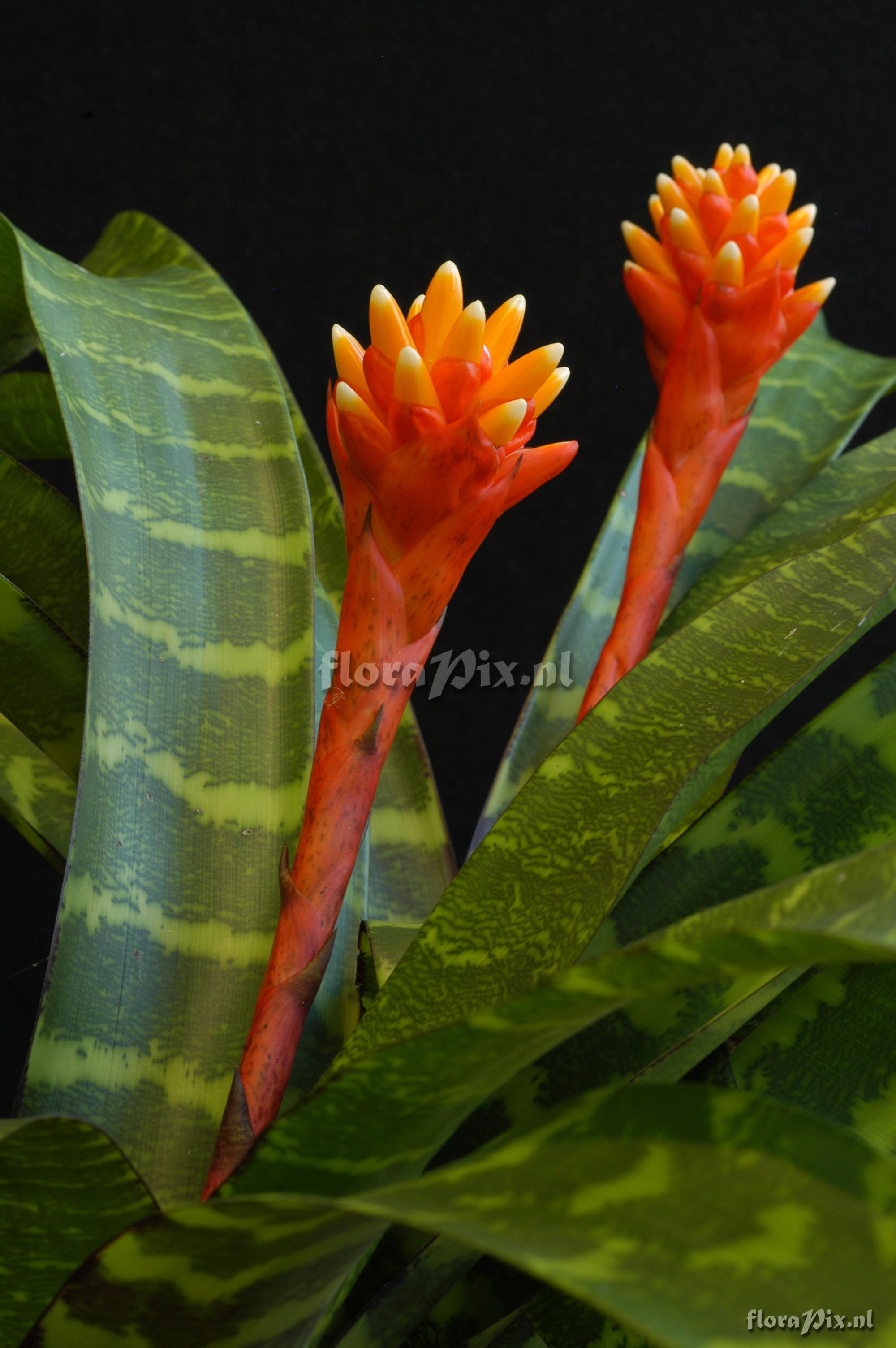 Guzmania musaica