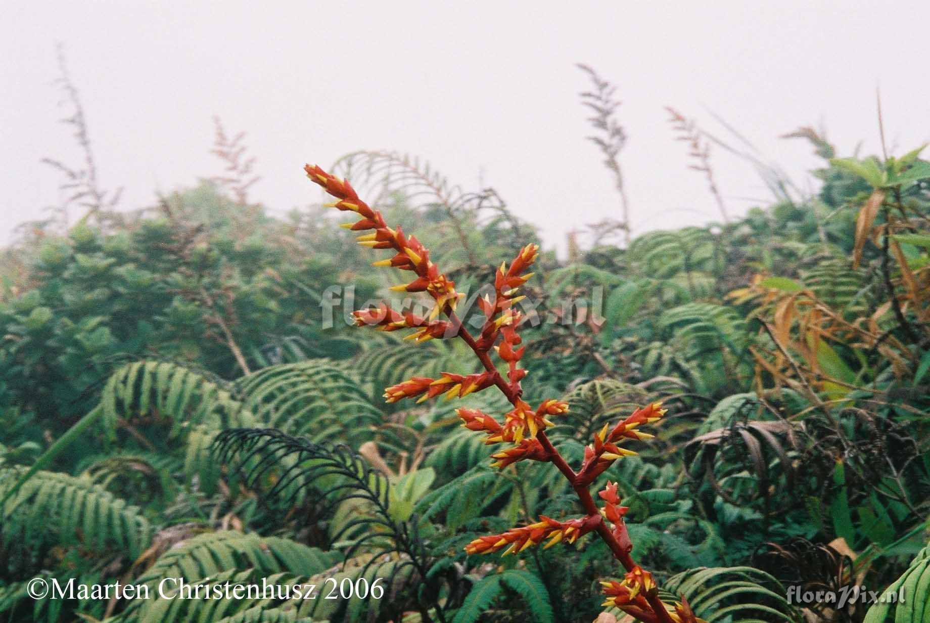 Guzmania plumieri