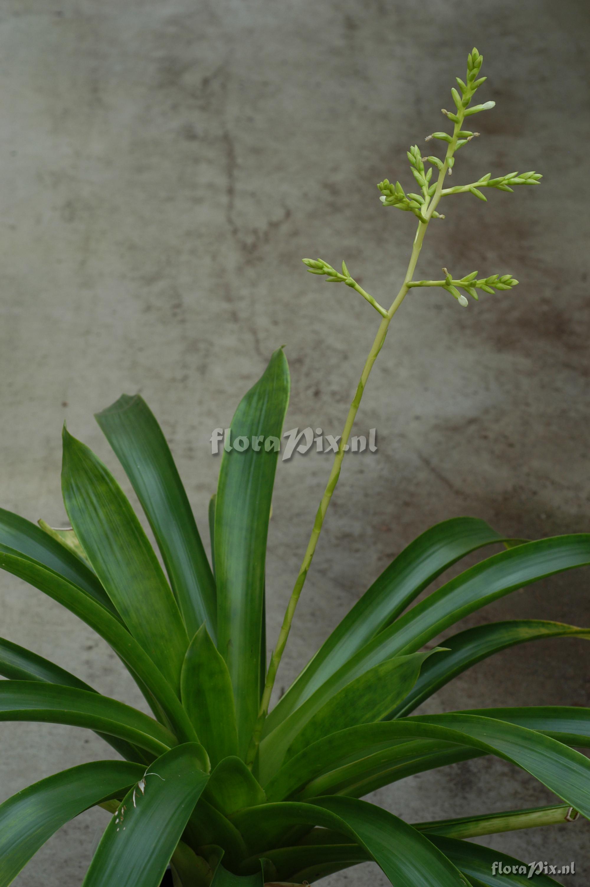 Tillandsia xerographica x Tillandsia brachycaulos 2008GR01458