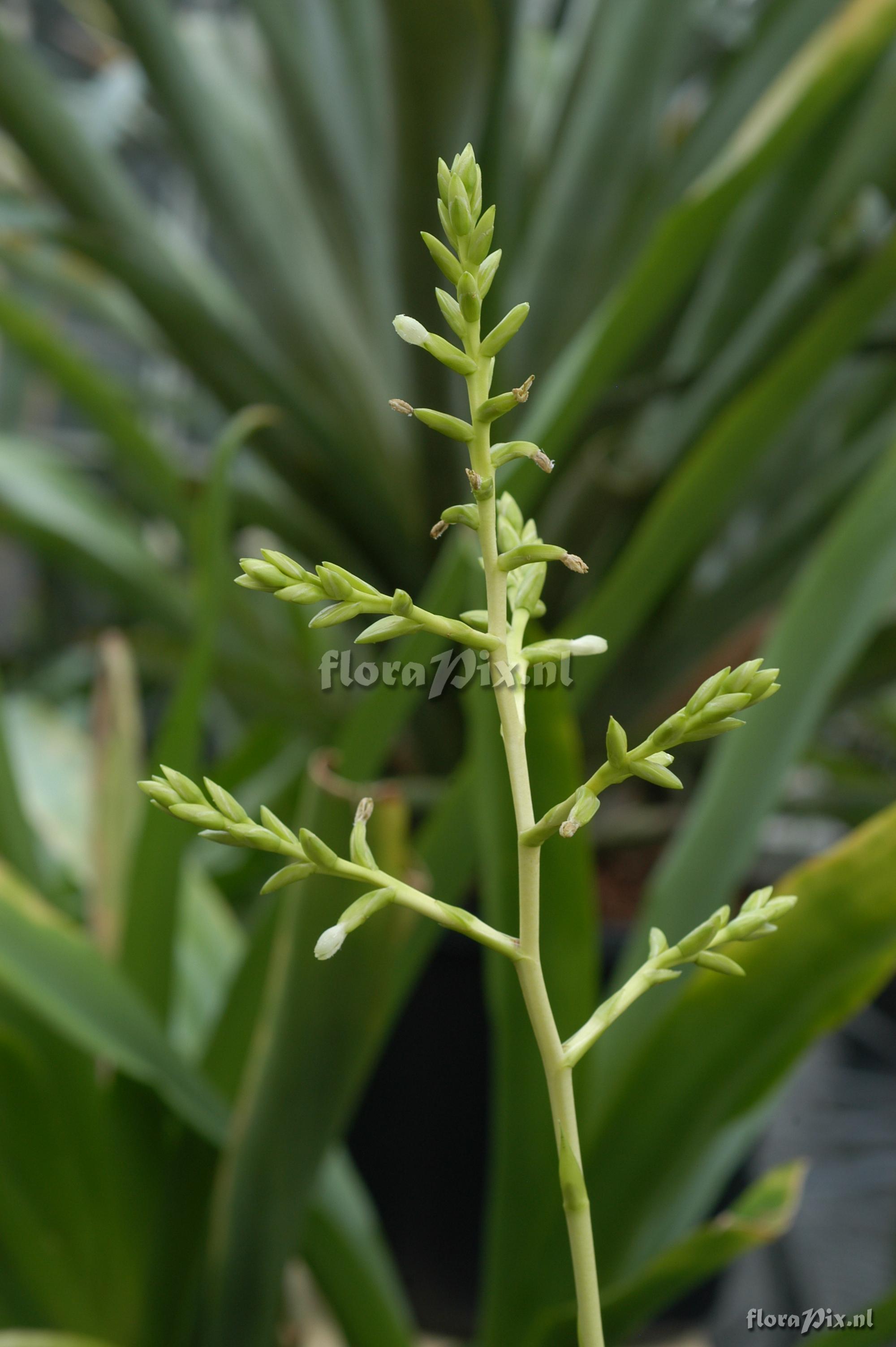 Guzmania rhonhofiana 1996GR00616