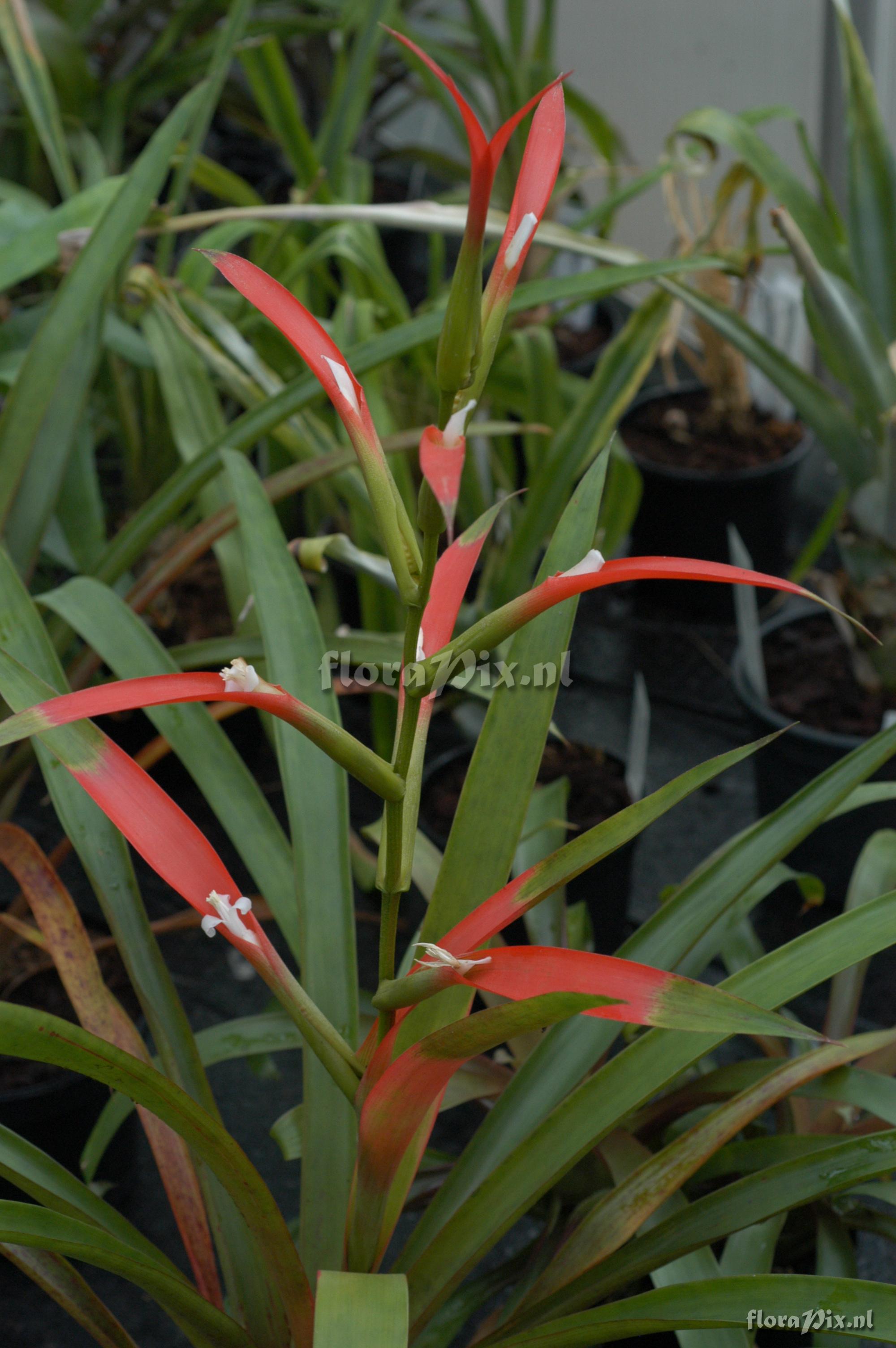 Guzmania wittmackii