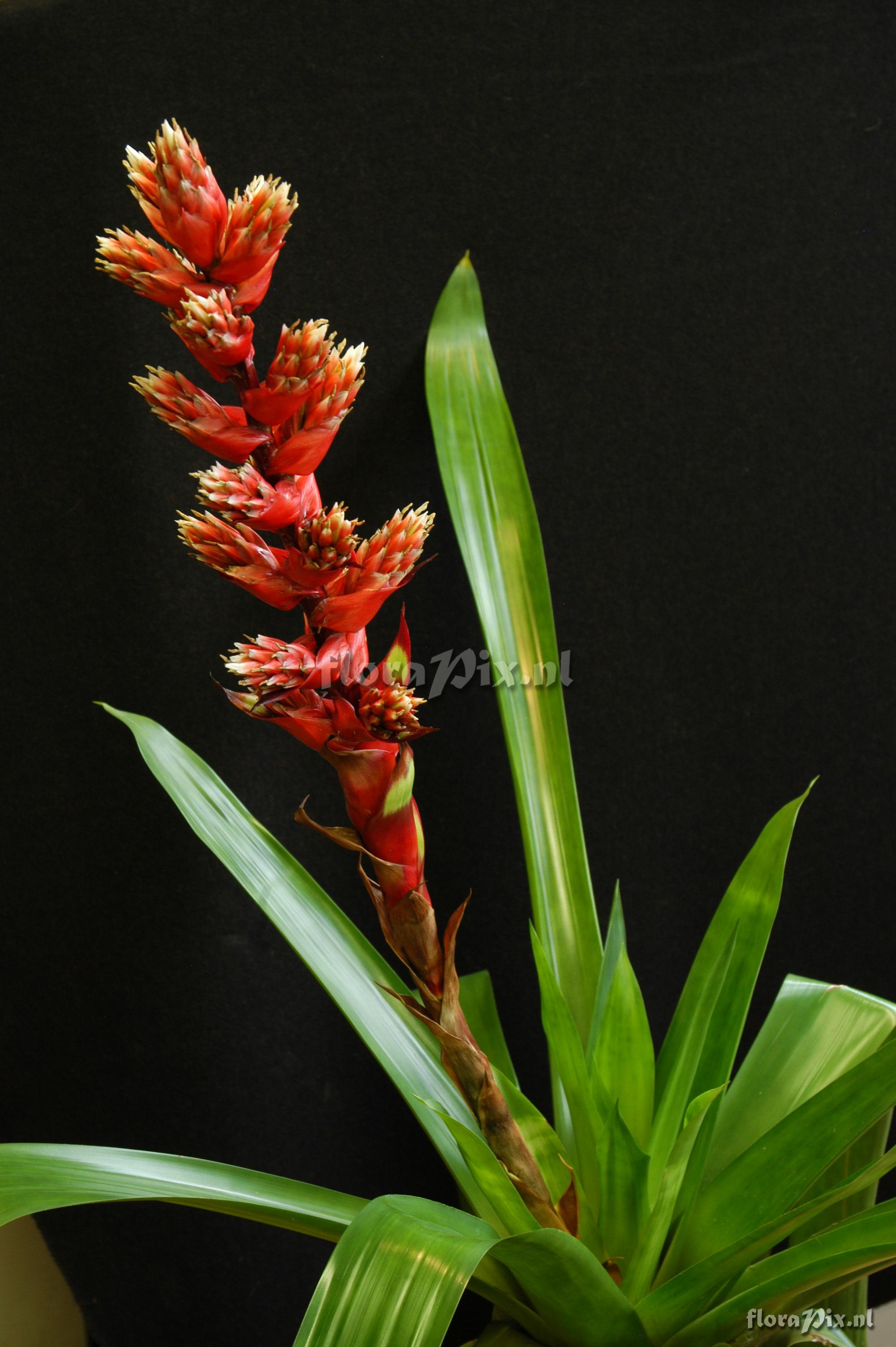 Mezobromelia pleiosticha