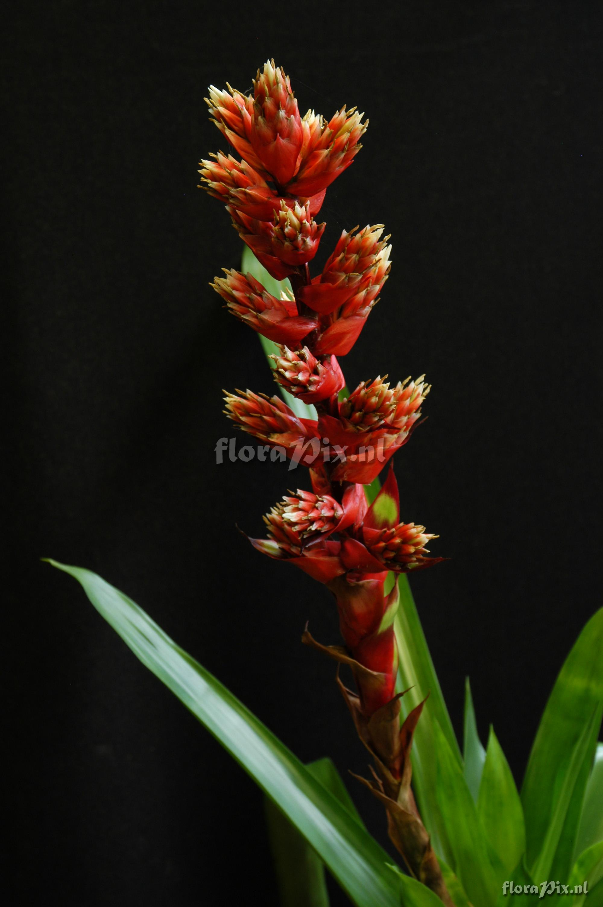 Mezobromelia pleiosticha