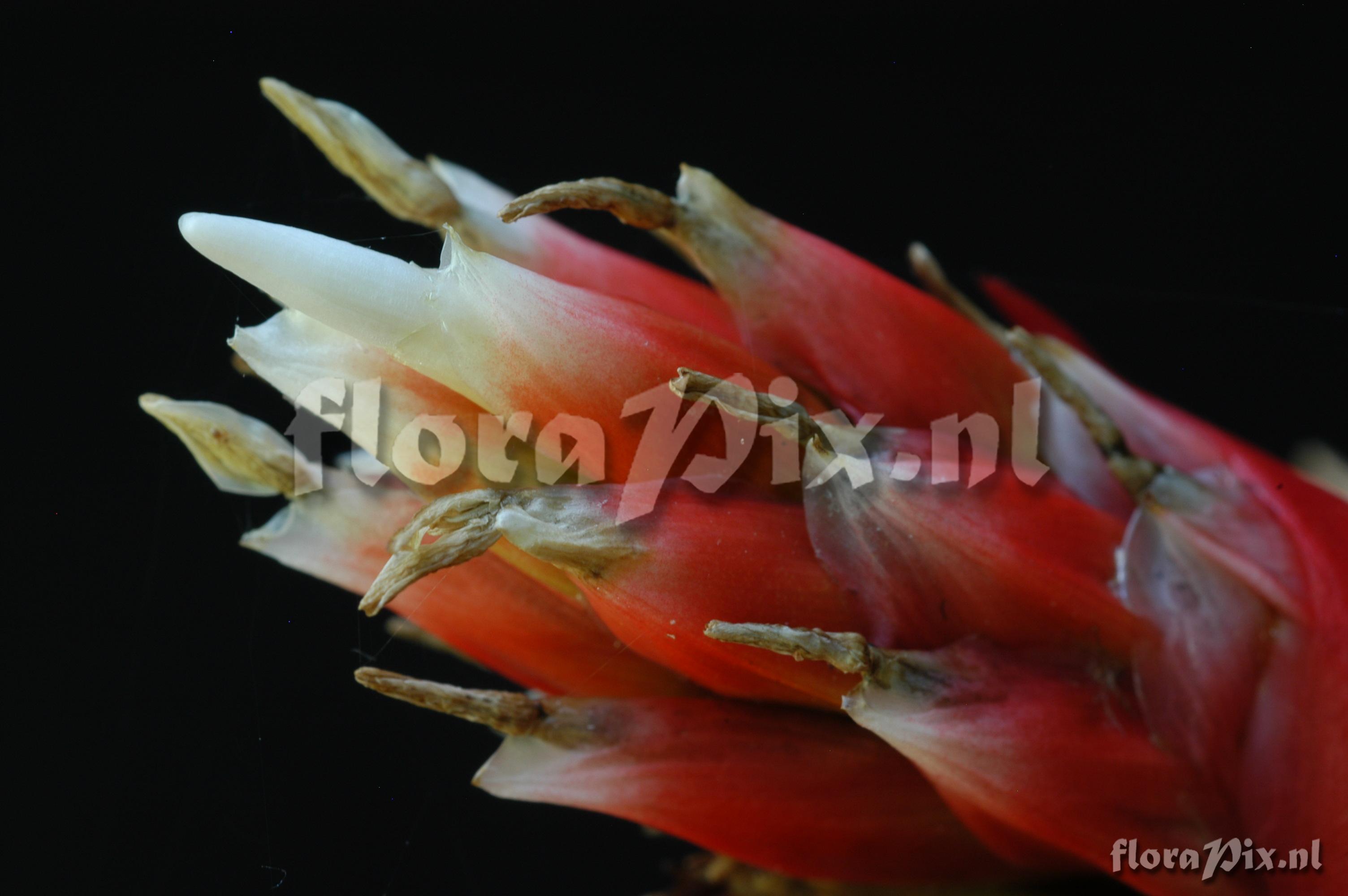 Mezobromelia pleiosticha