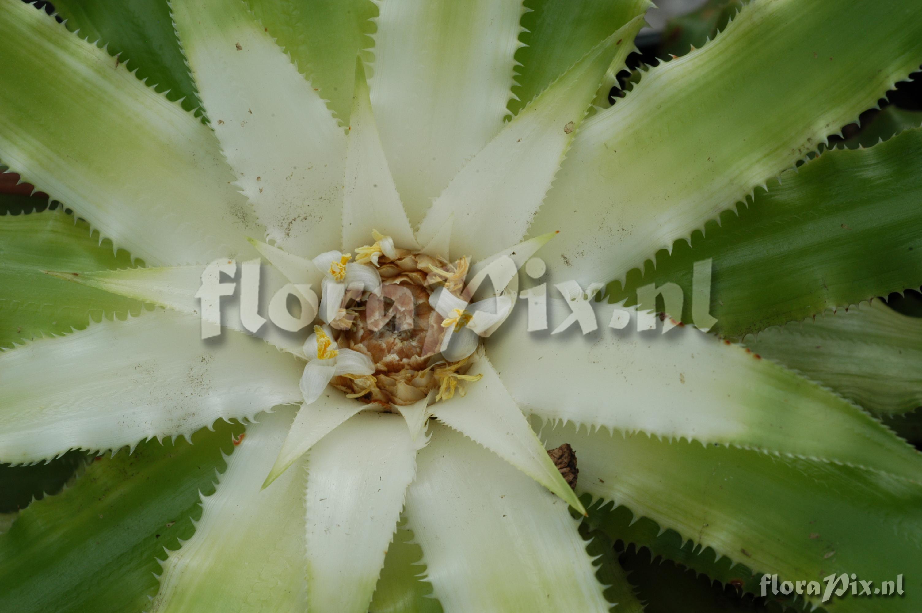 Navia spec.