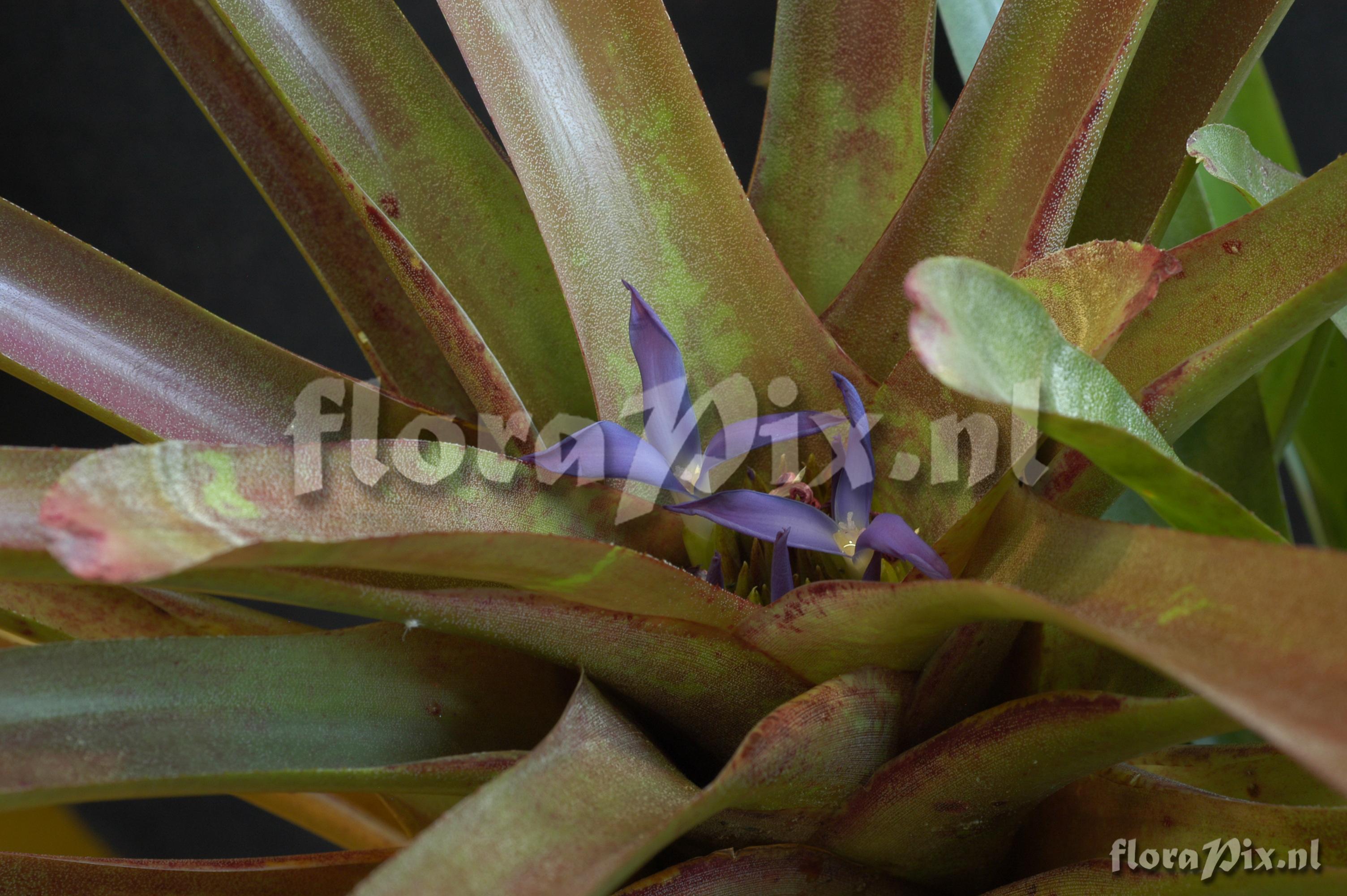 Neoregelia mucugensis