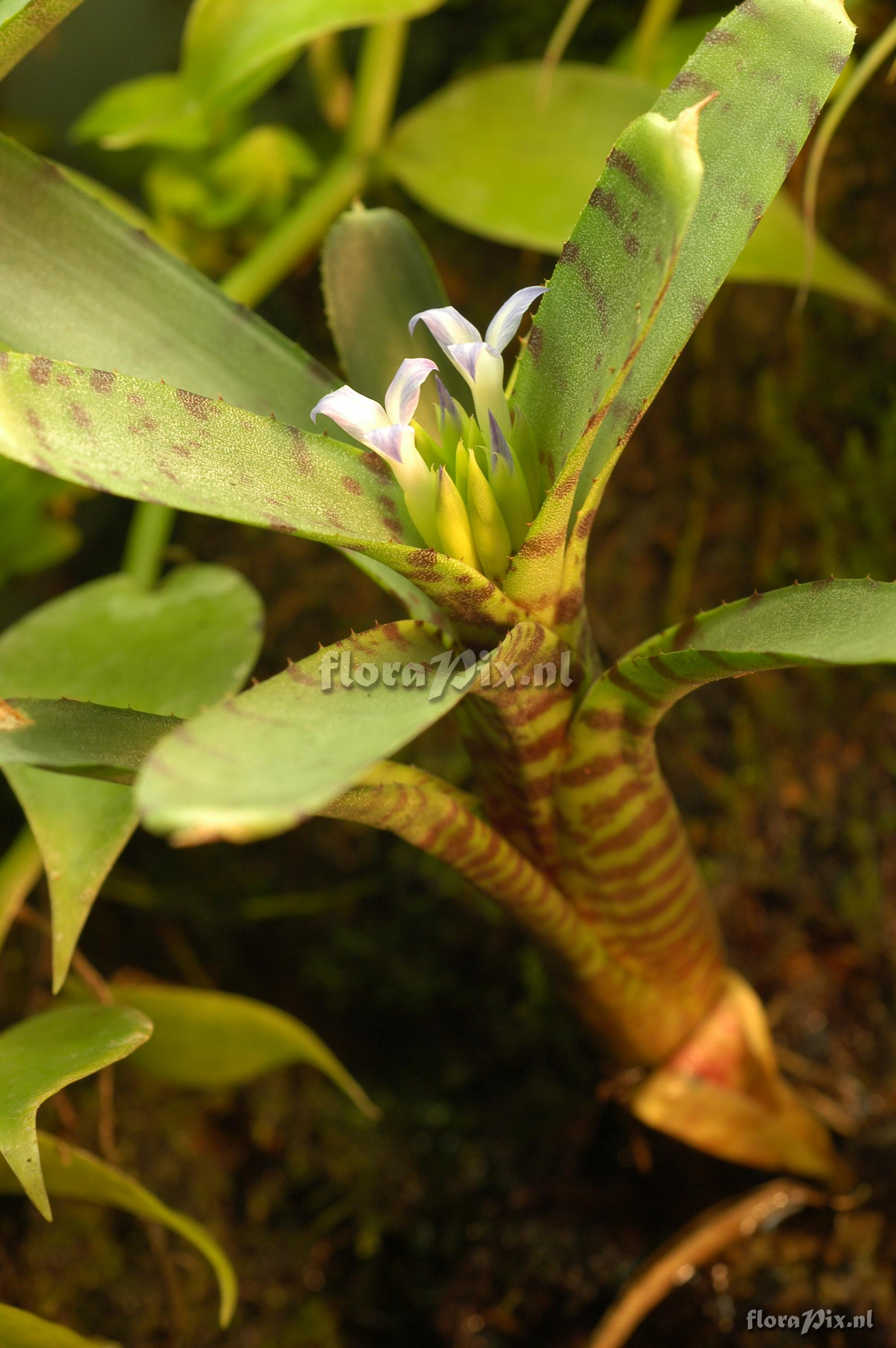 Neoregelia ampullacea