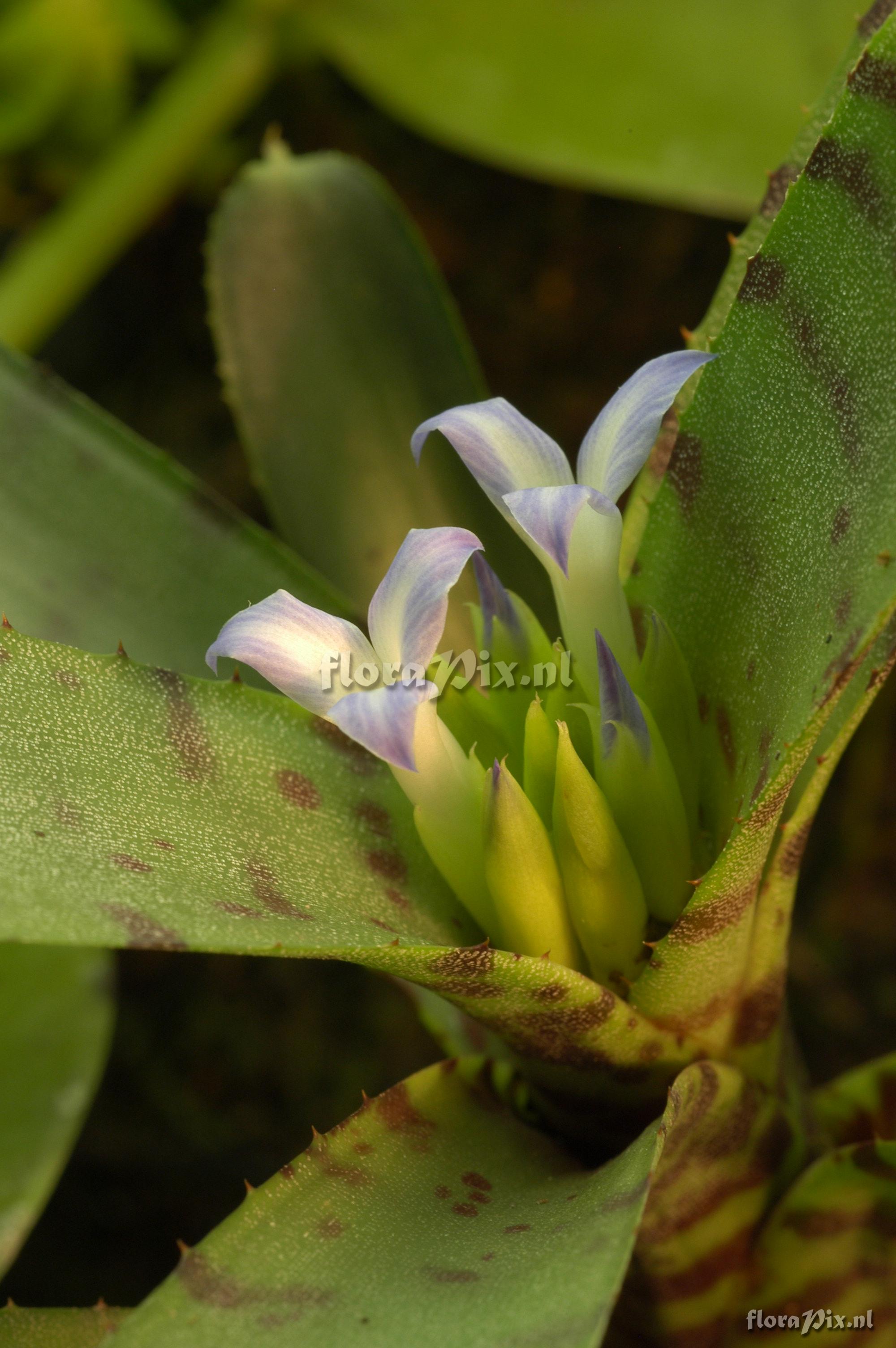 Neoregelia ampullacea