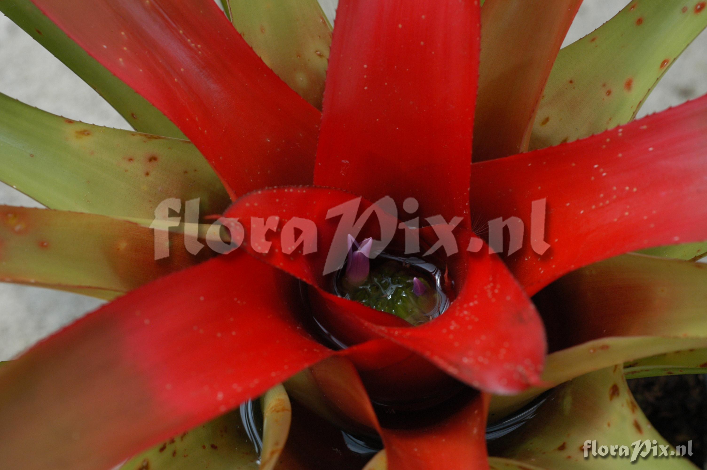 Neoregelia carolinae