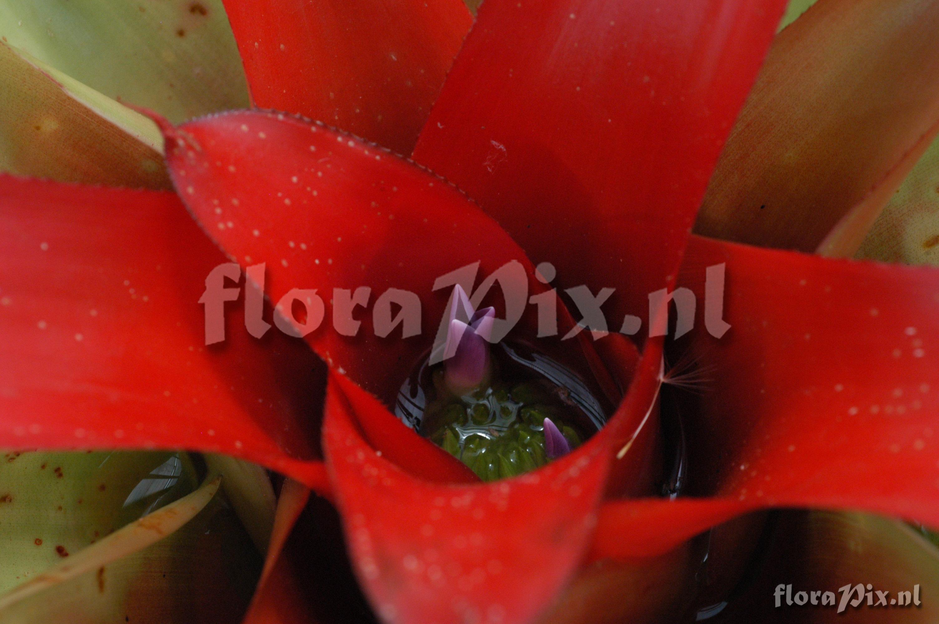 Neoregelia carolinae