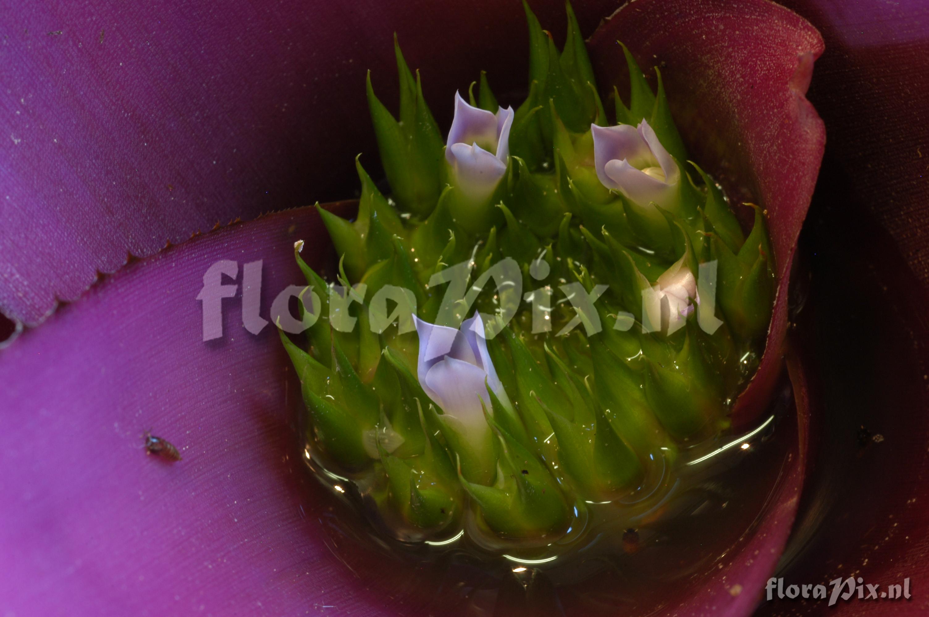 Neoregelia concentrica