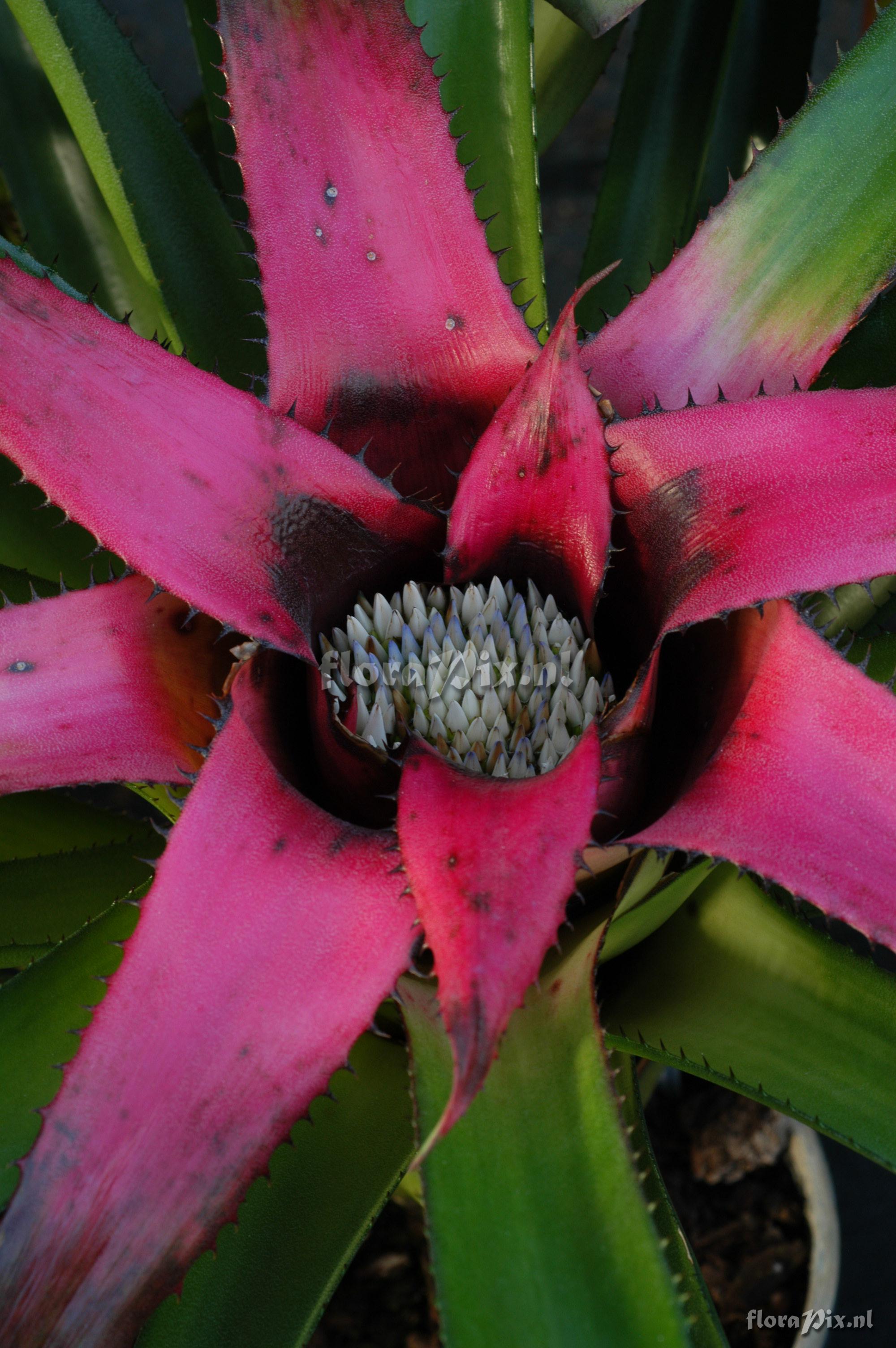 Neoregelia mooreana