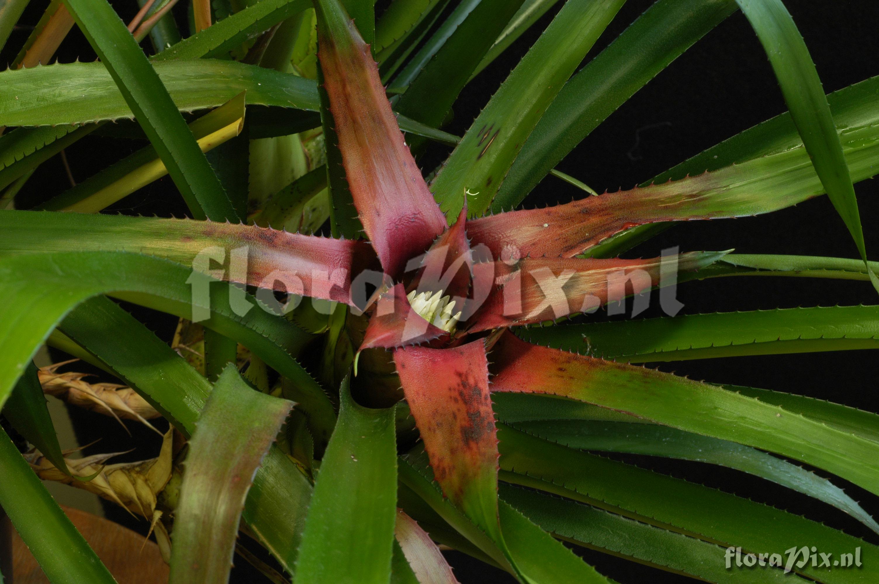 Neoregelia eleutheropetala var eleutheropetala