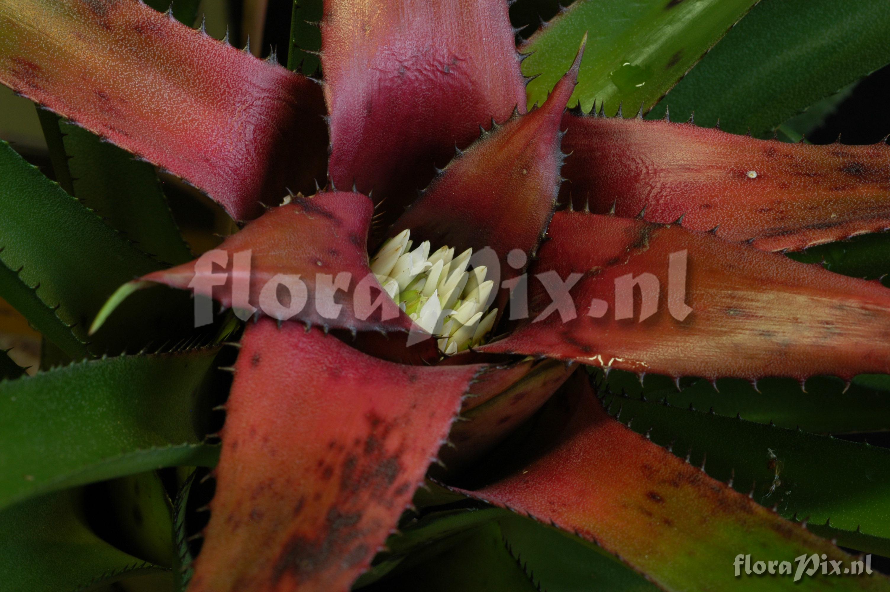 Neoregelia eleutheropetala var eleutheropetala