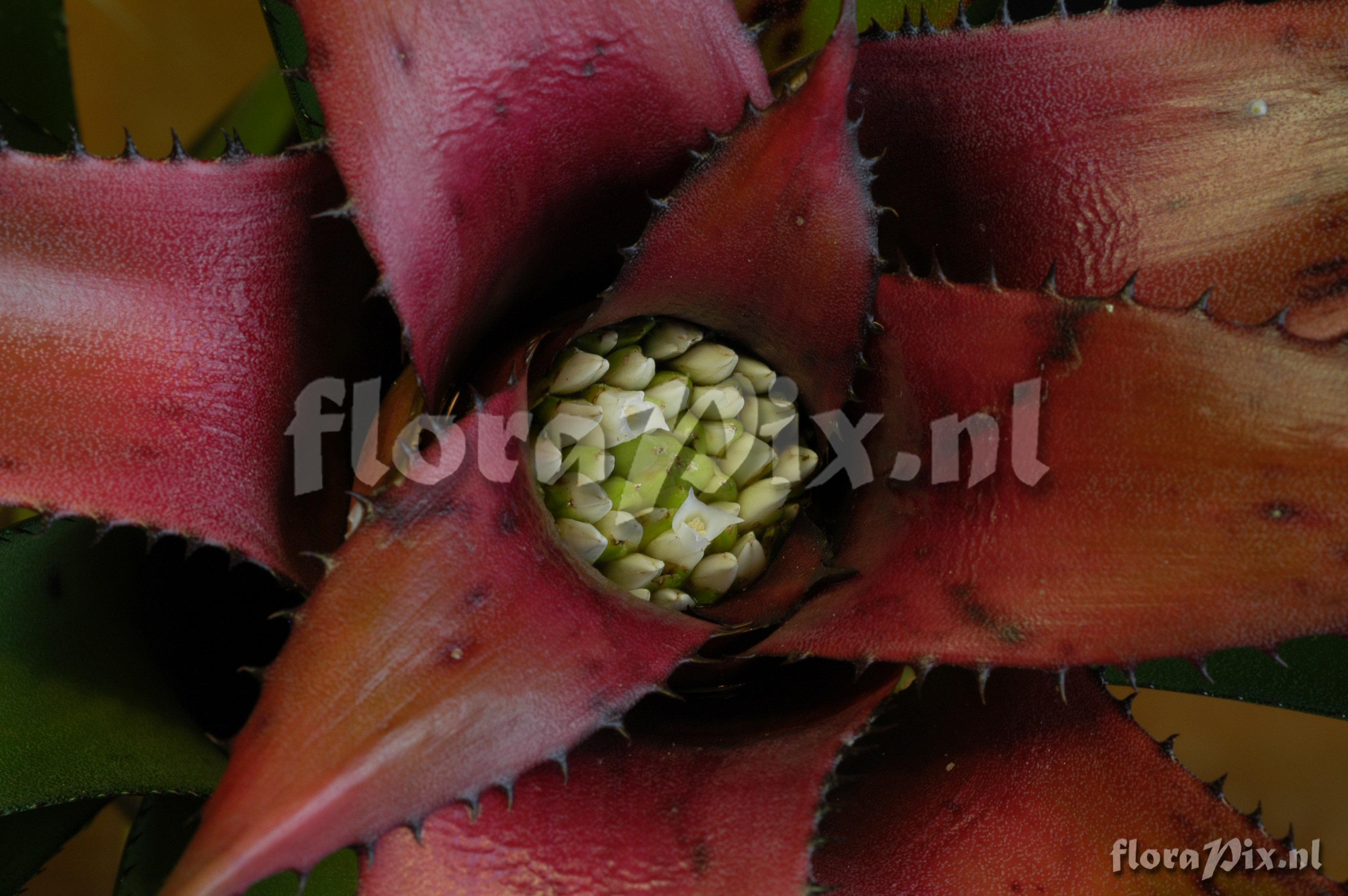 Neoregelia eleutheropetala var eleutheropetala