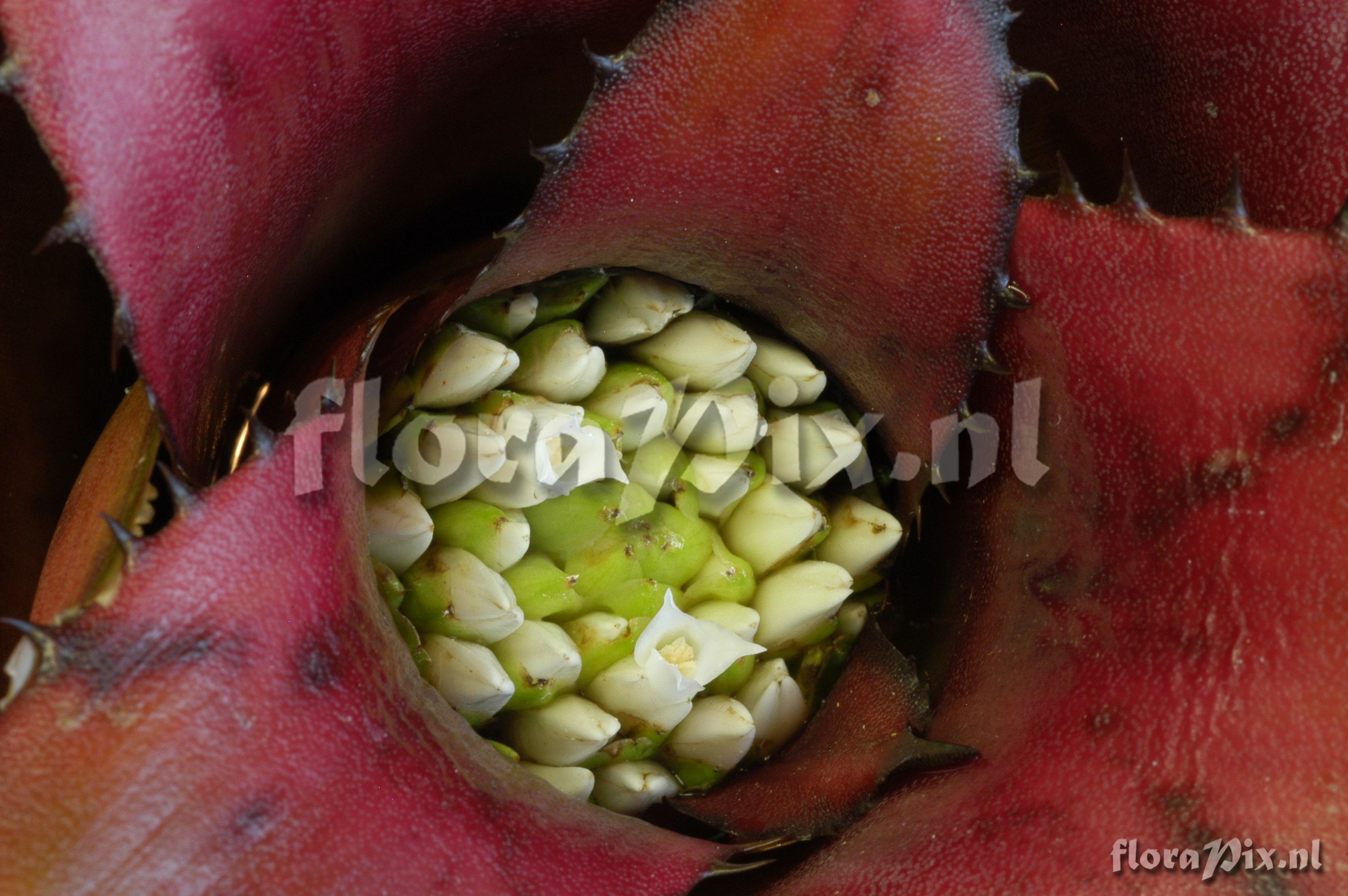 Neoregelia eleutheropetala var eleutheropetala