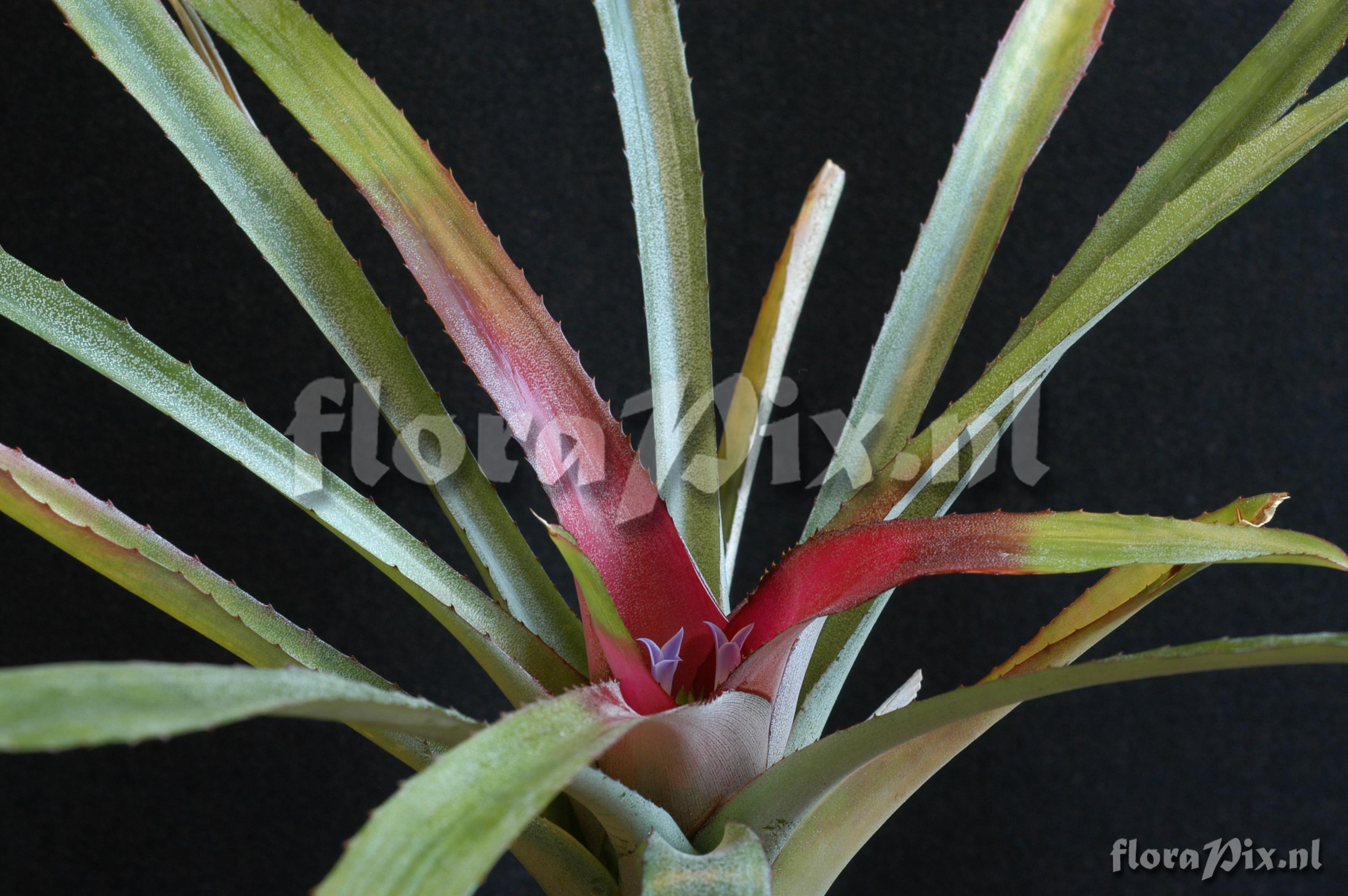 Neoregelia farinosa