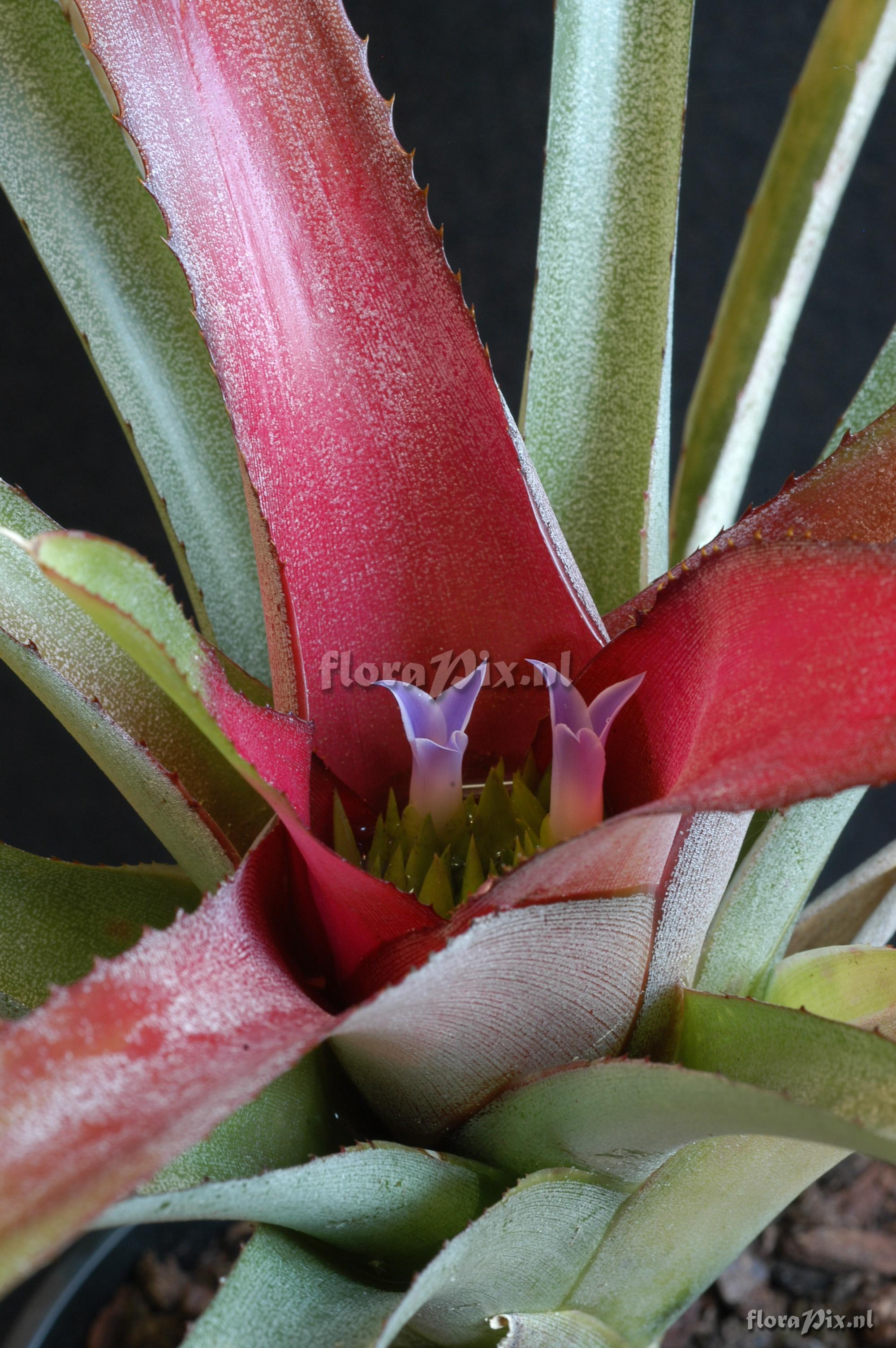 Neoregelia farinosa