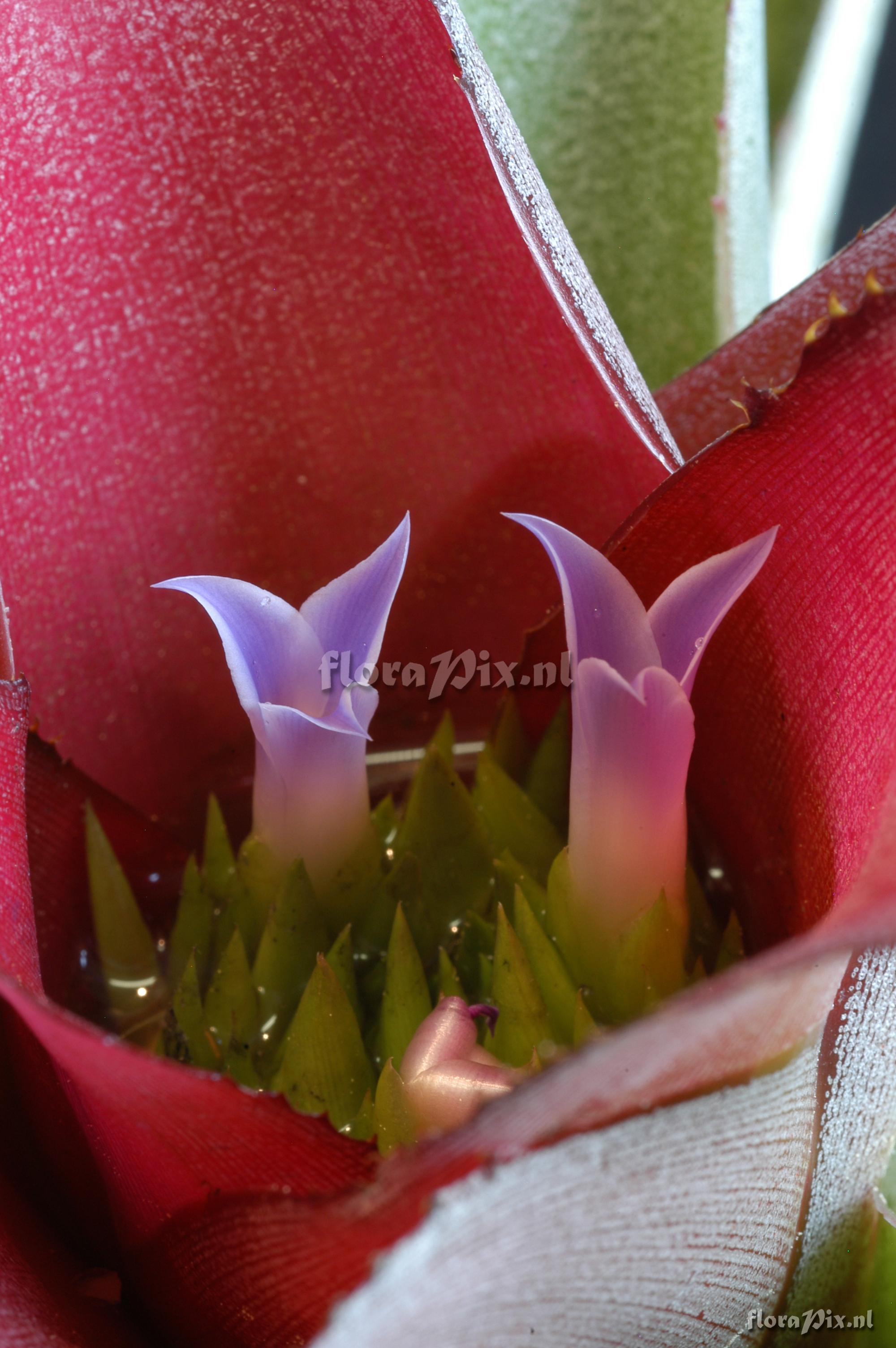 Neoregelia farinosa