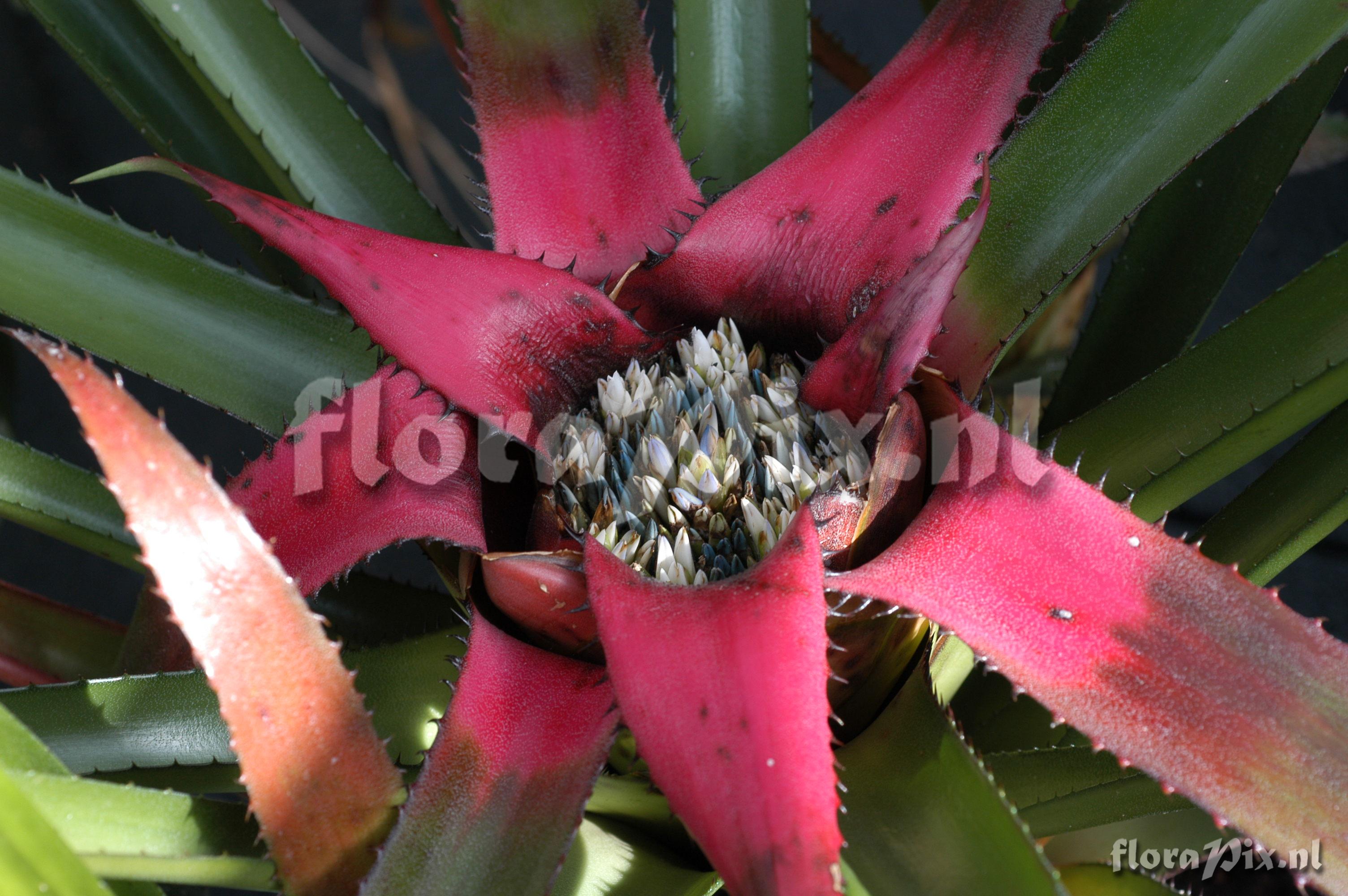 Neoregelia eleutheropetala