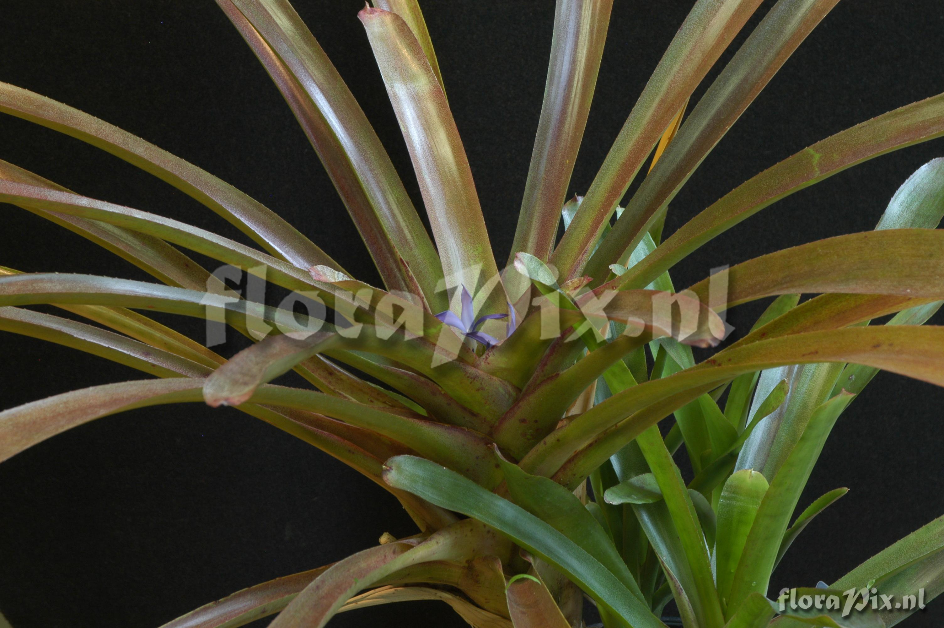 Neoregelia mucugensis