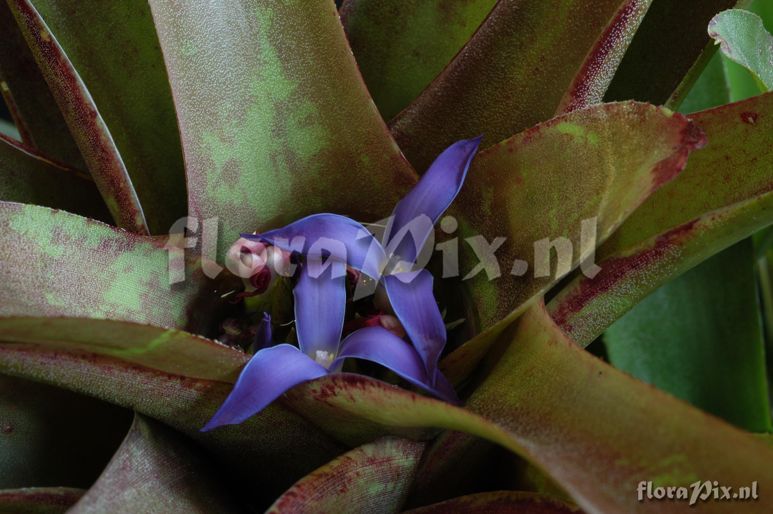 Neoregelia mucugensis