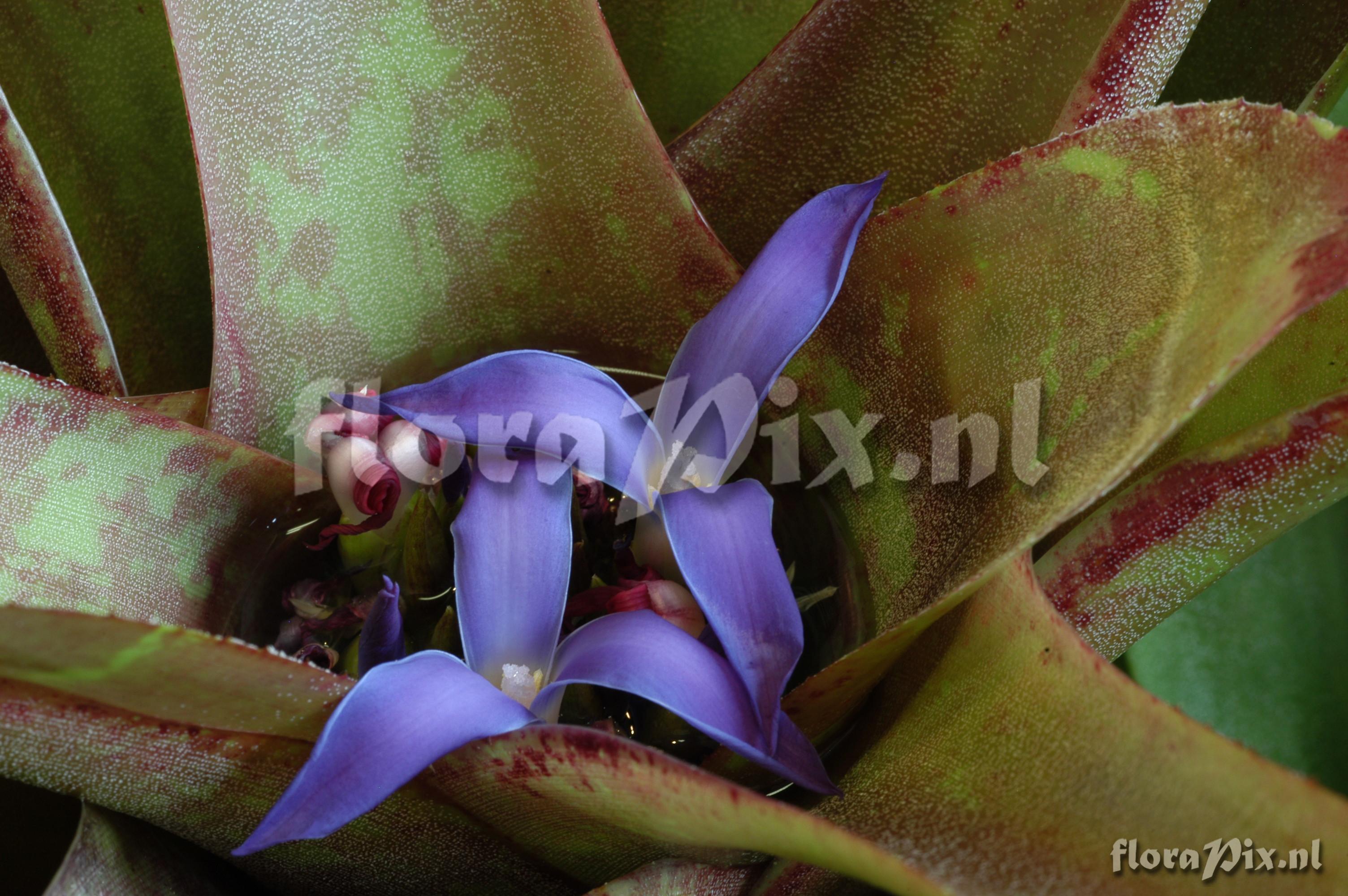 Neoregelia mucugensis