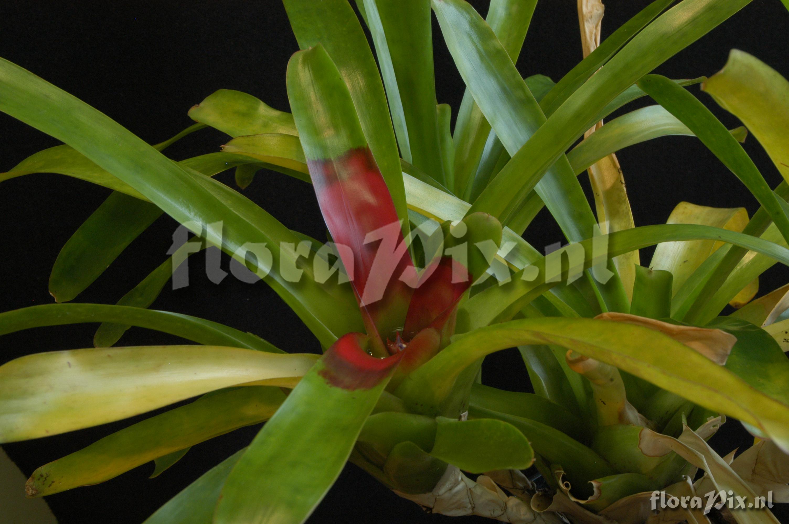 Neoregelia schubertii