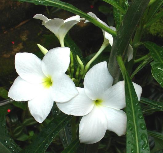Plumeria sp. Flowers