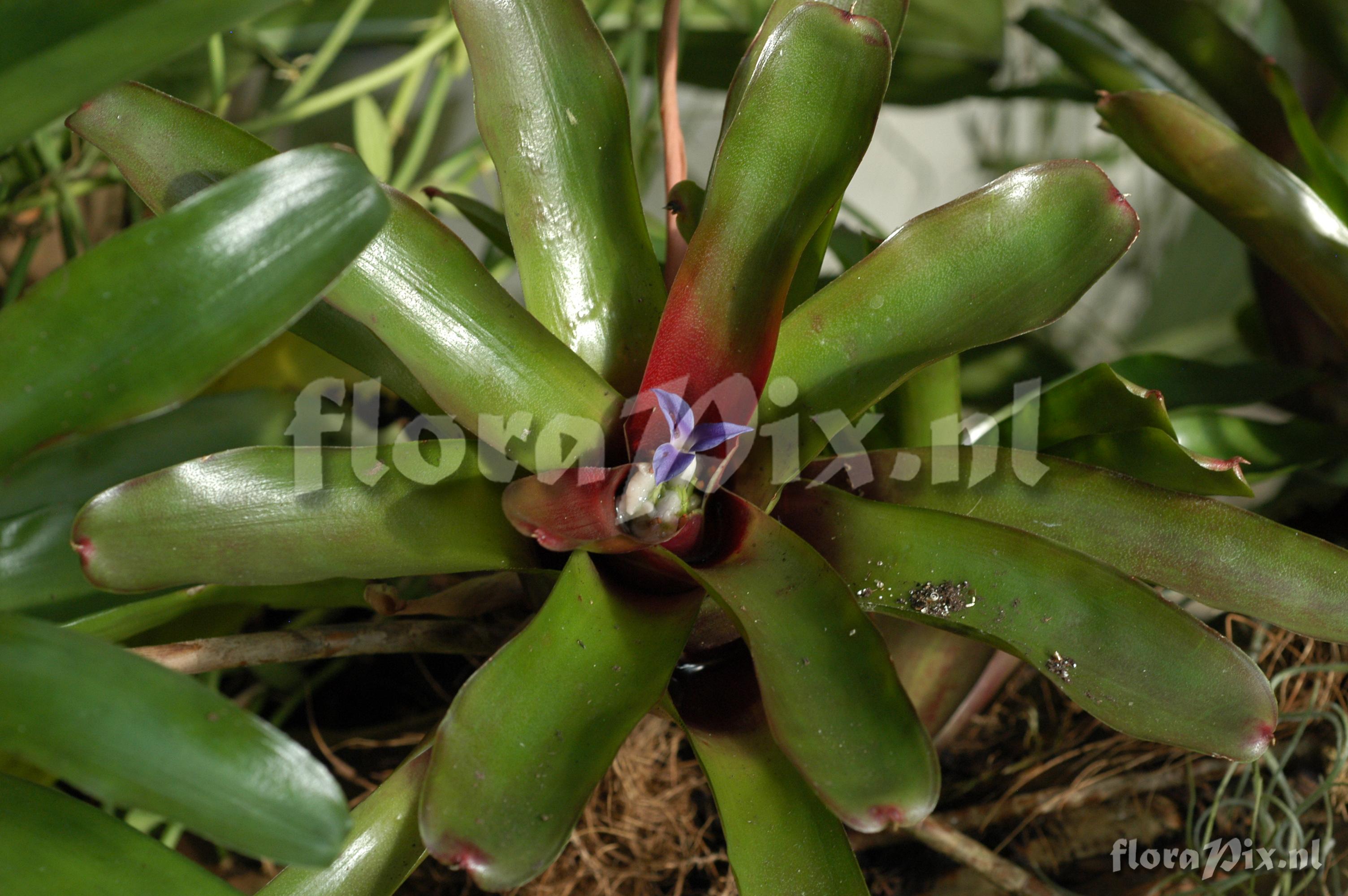 Neoregelia schultersiana