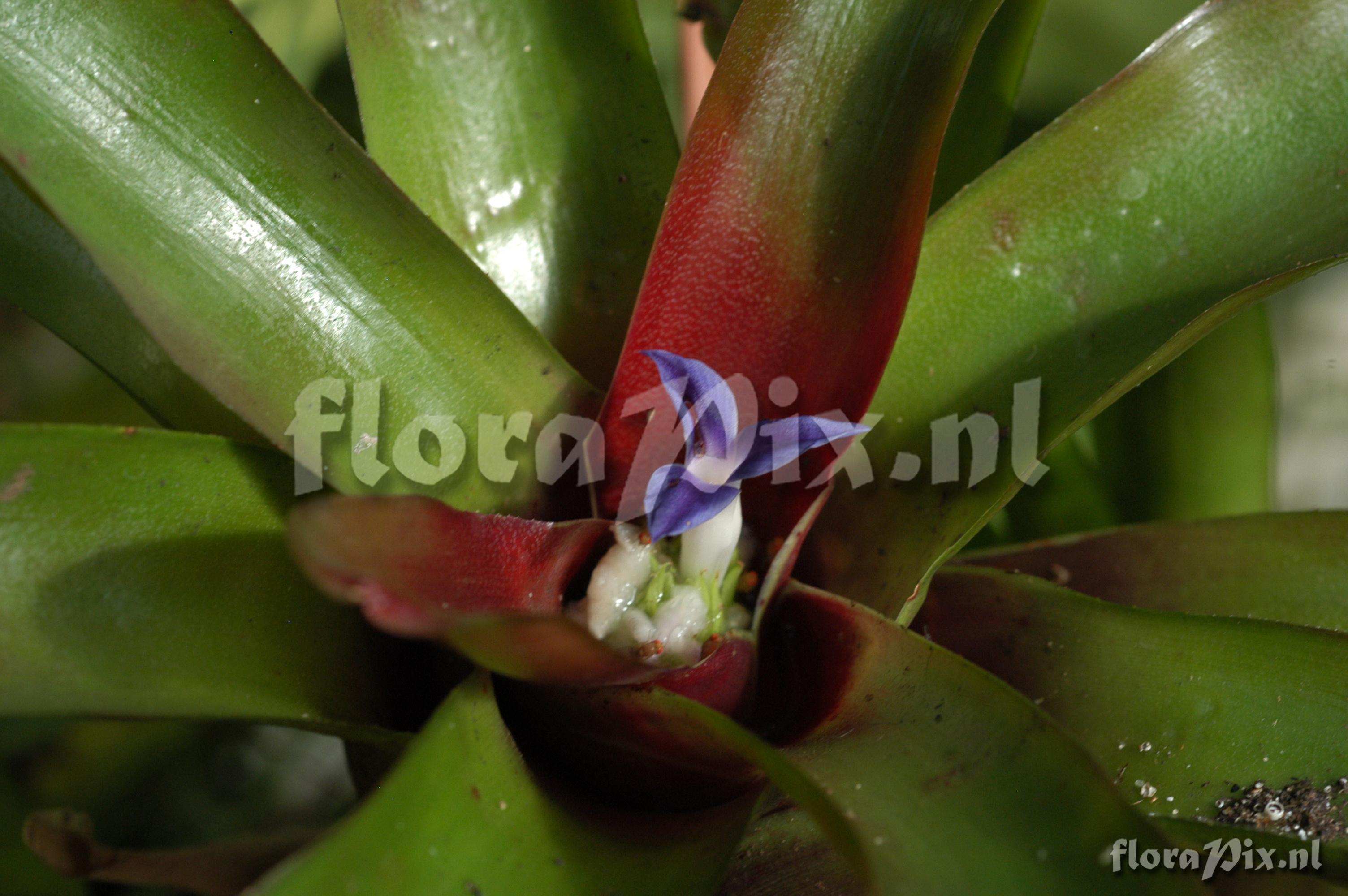 Neoregelia schultersiana