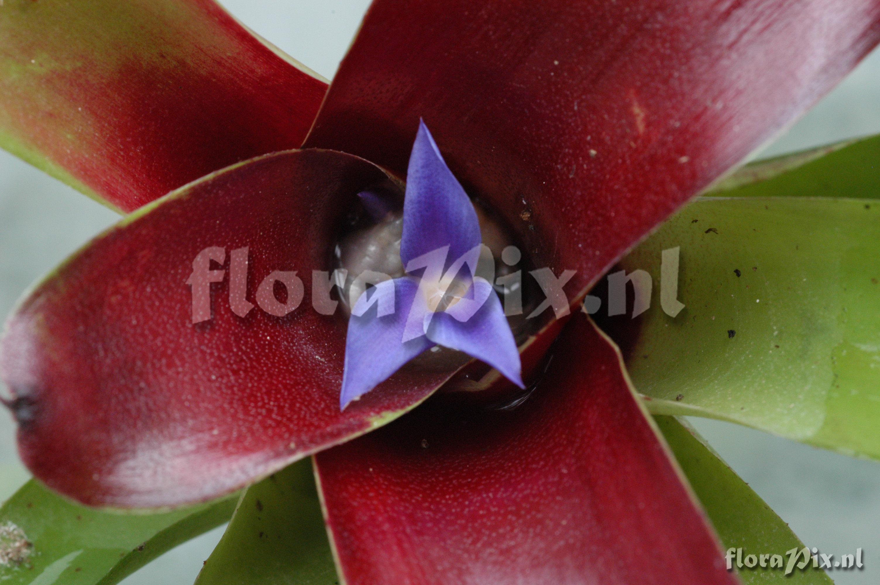 Neoregelia schultersiana