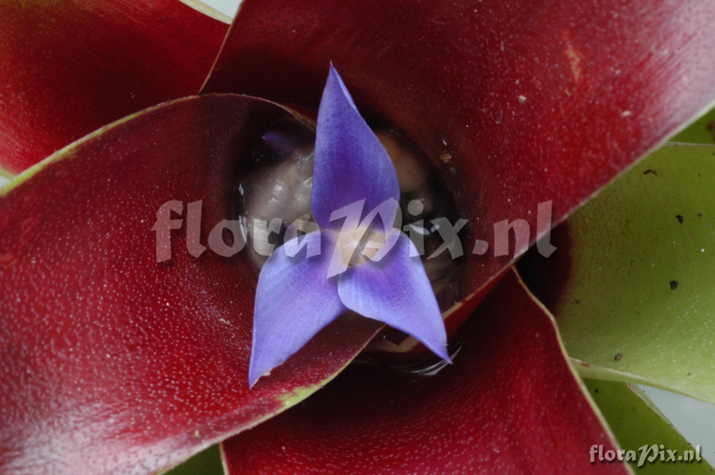 Neoregelia schultersiana