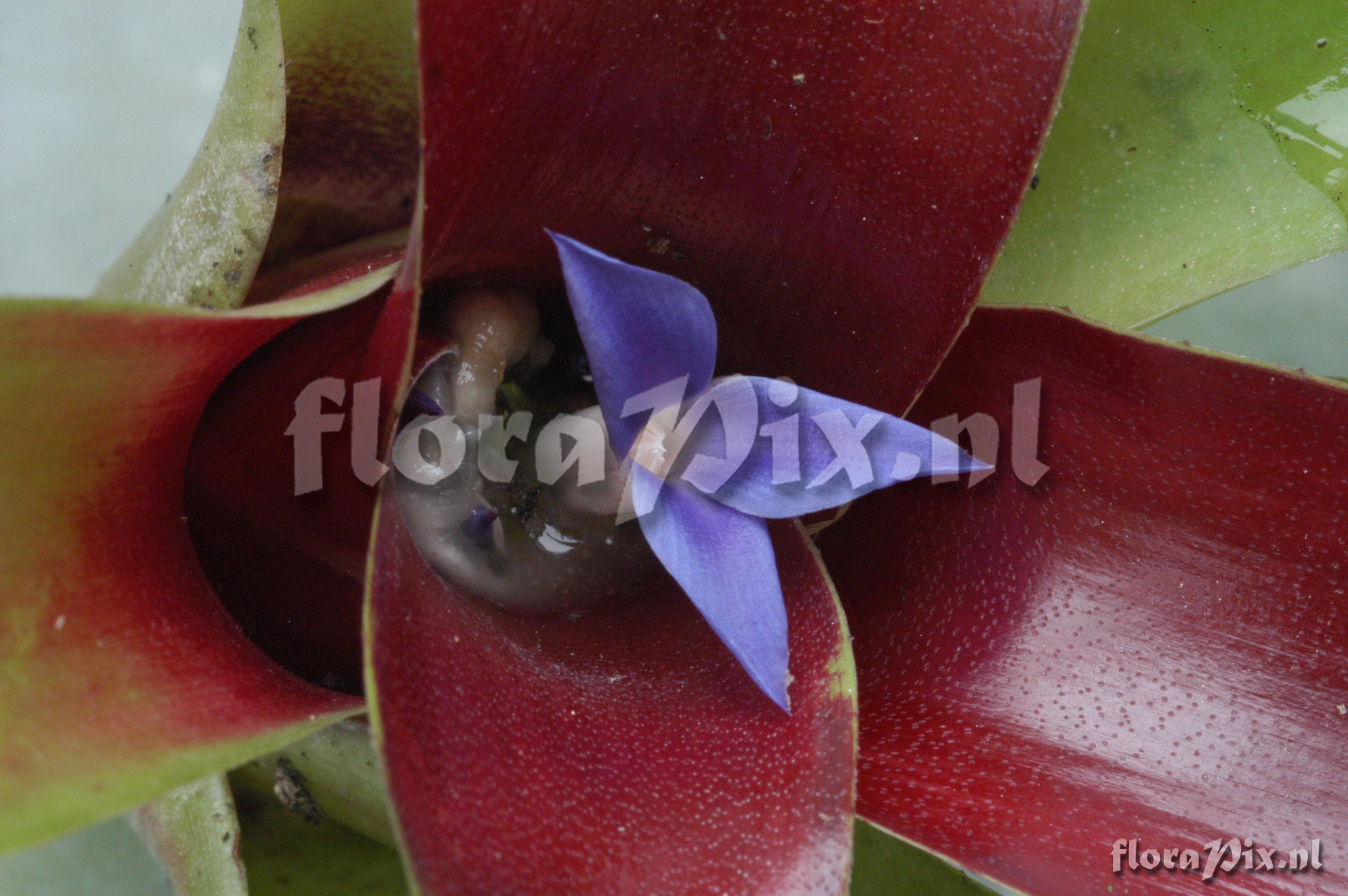 Neoregelia schultersiana