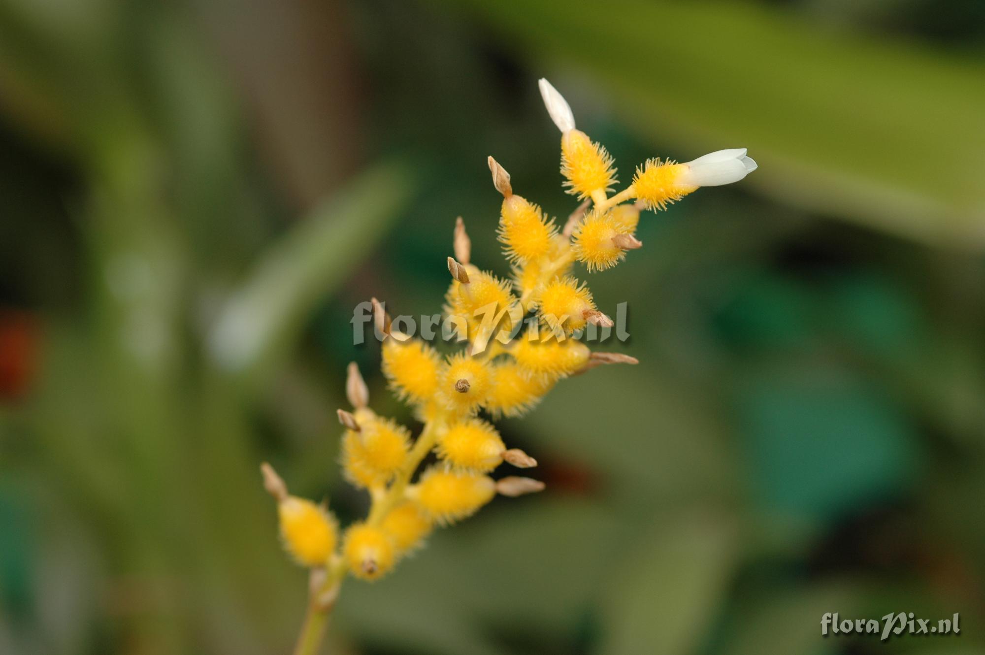 Aechmea pedicellata