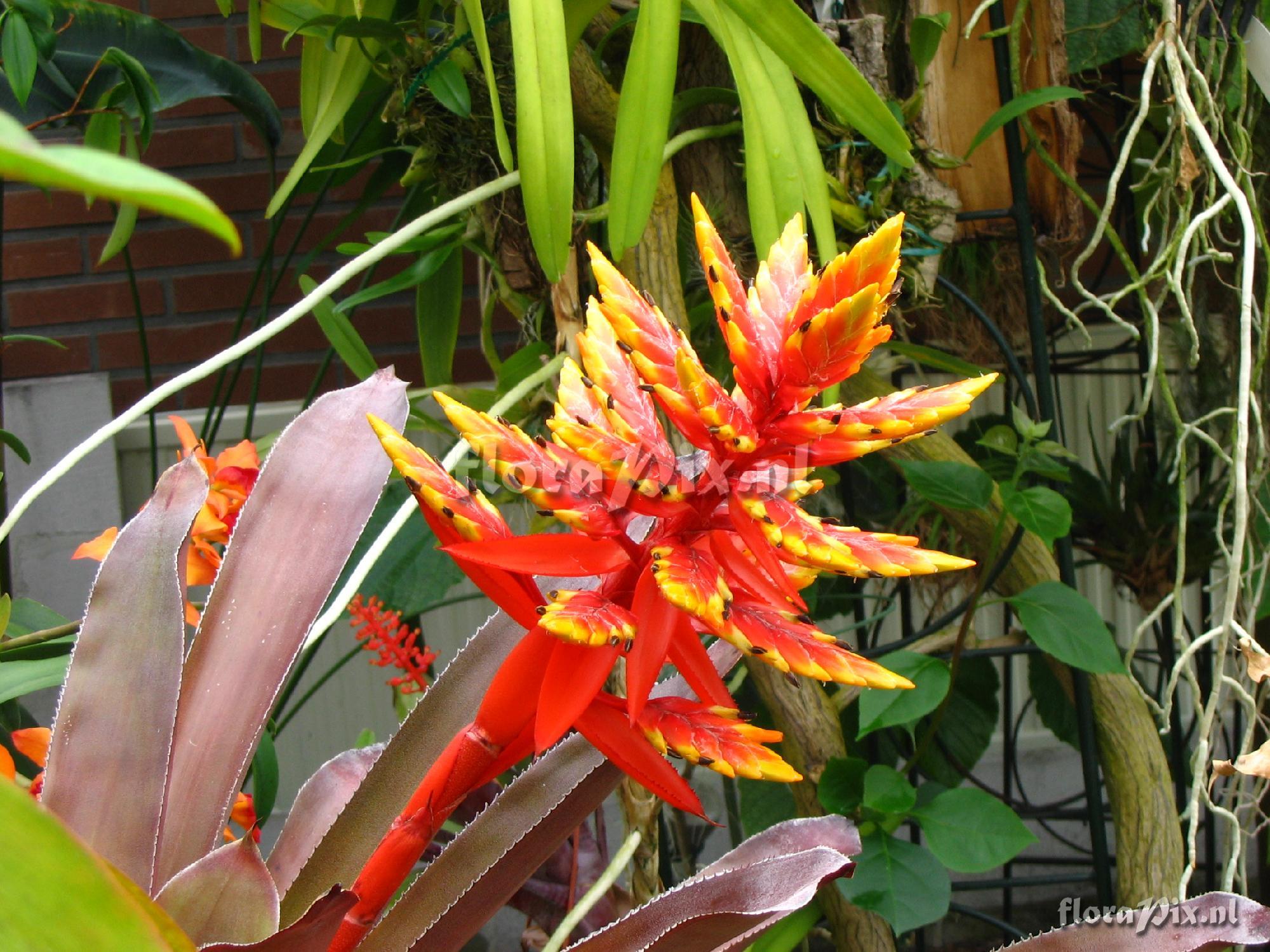 Aechmea tessmannii