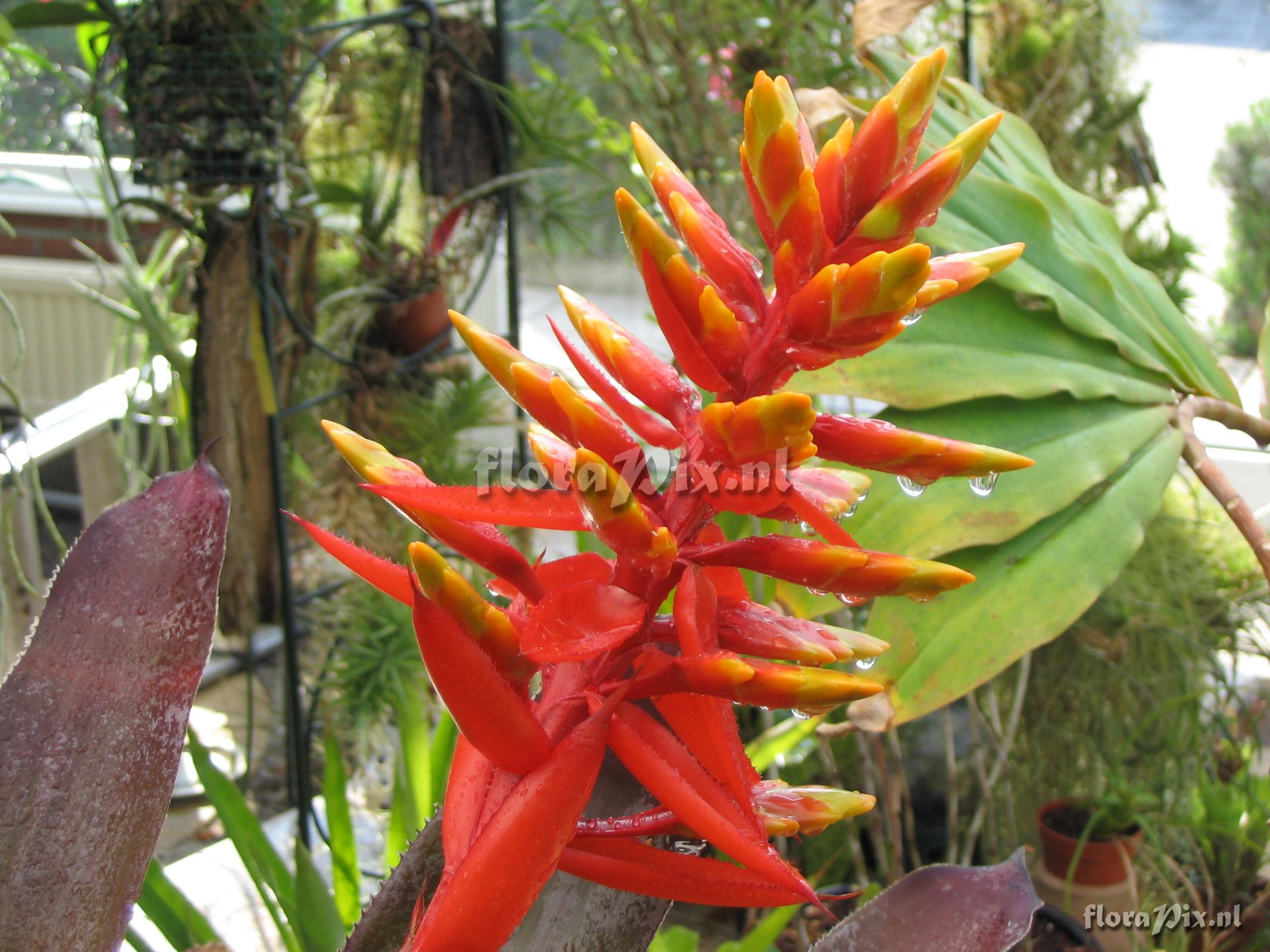 Aechmea tessmannii