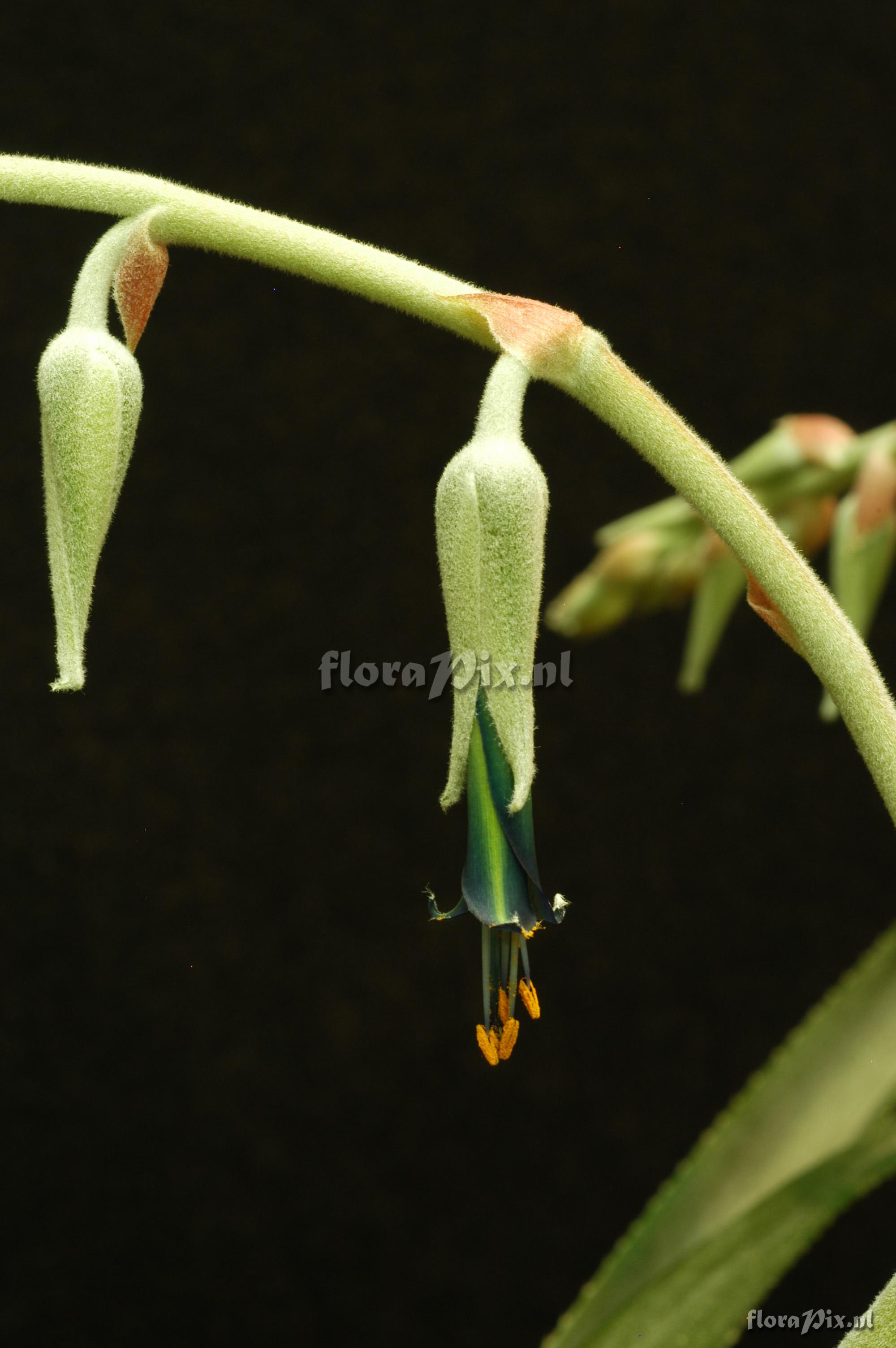 Puya pearcei