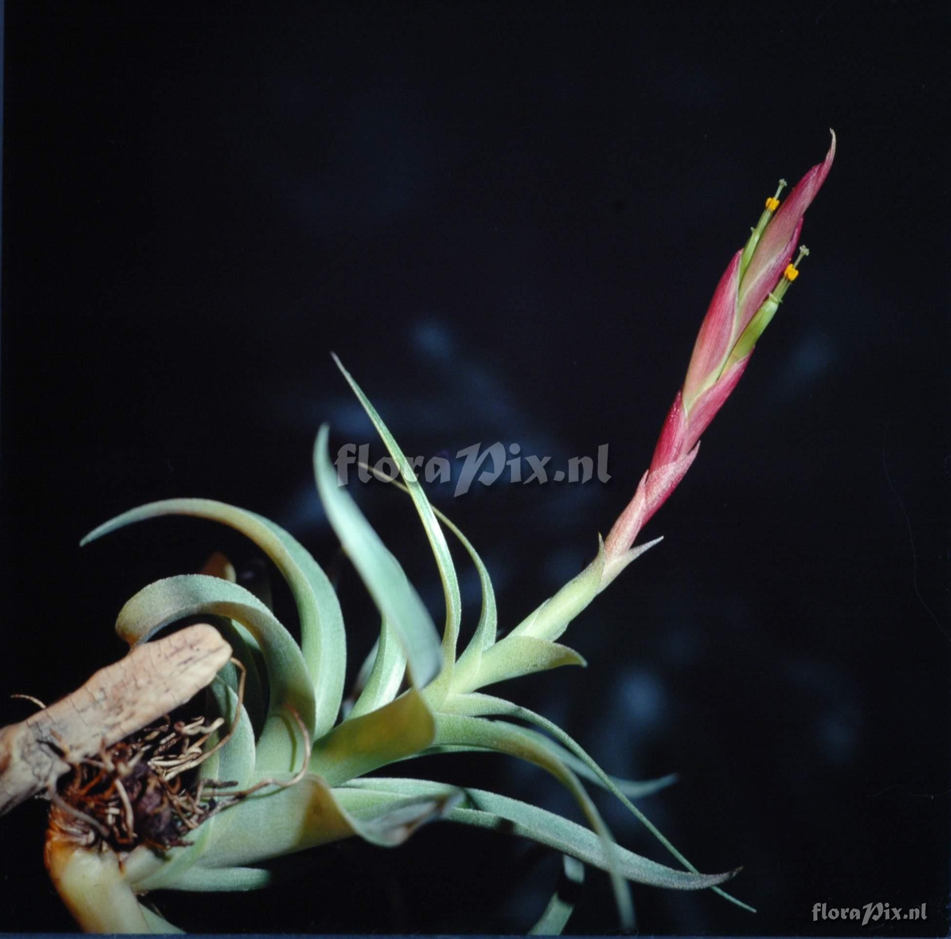 Tillandsia achyrostachys